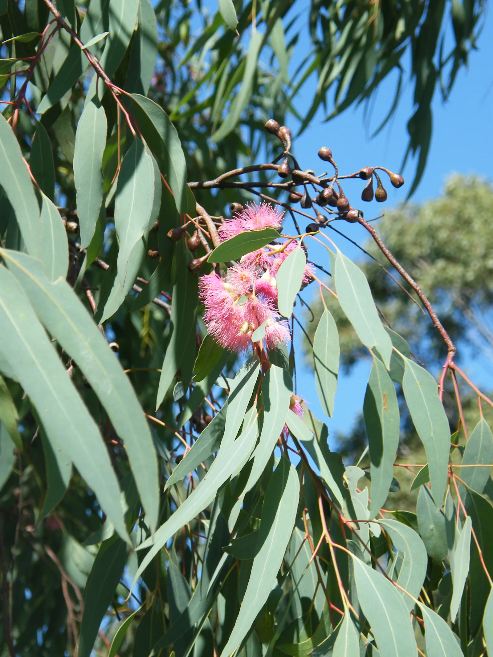 White Ironbark (Eucalyptus Leucoxylon) — comprised of lance-shaped leaves