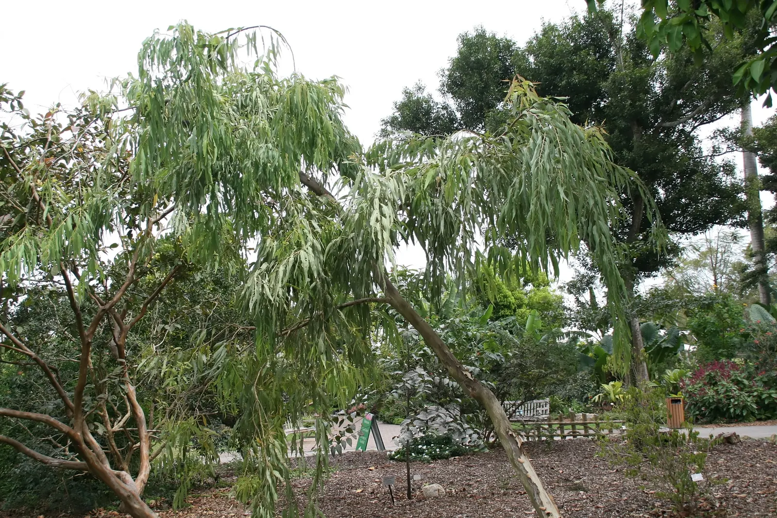 White Ironbark (Eucalyptus Leucoxylon) — is a robust and versatile eucalypt valued for its striking aesthetic and adaptability; its girth can span, image 64