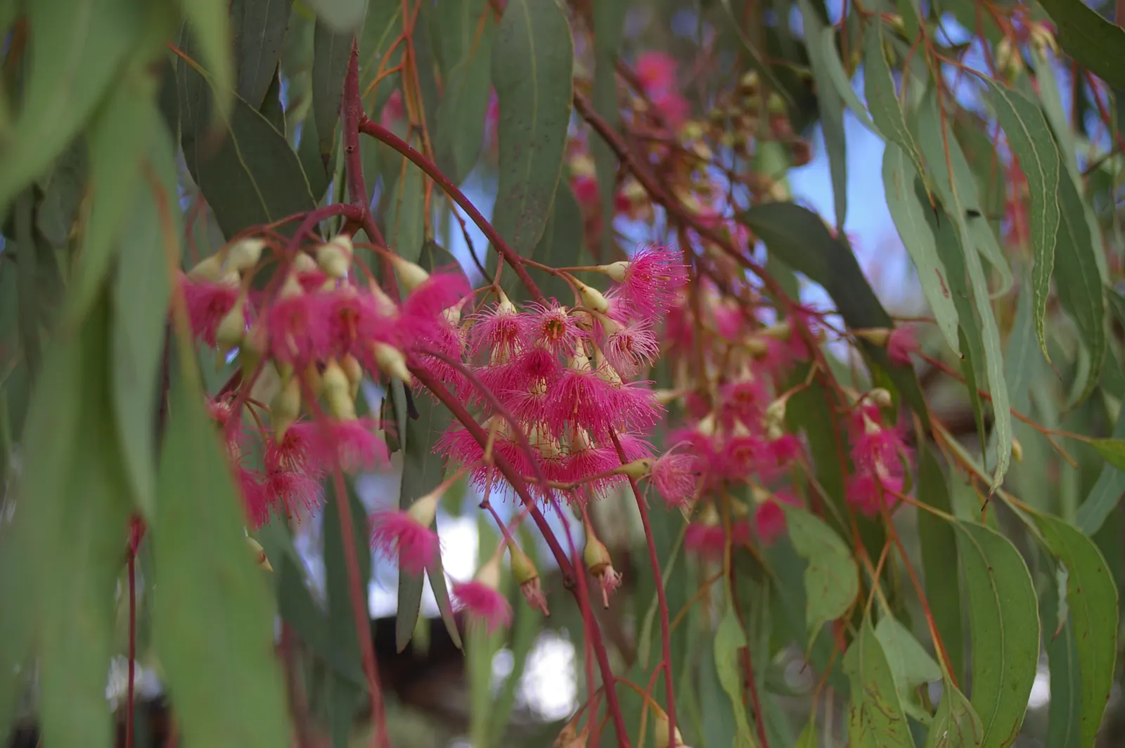 White Ironbark (Eucalyptus Leucoxylon) — this Australian native produces showy white; white flowers in the garden, image 58
