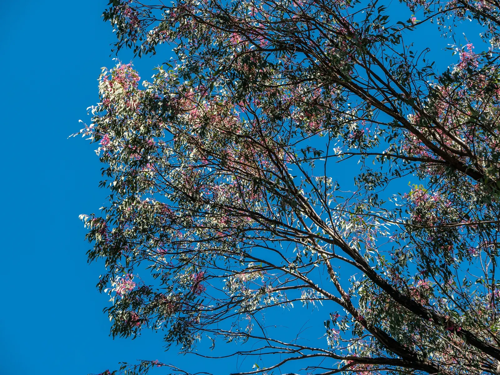 White Ironbark (Eucalyptus Leucoxylon) — Ideal for large spaces in USDA zones 9 to 11; tree with white blooms