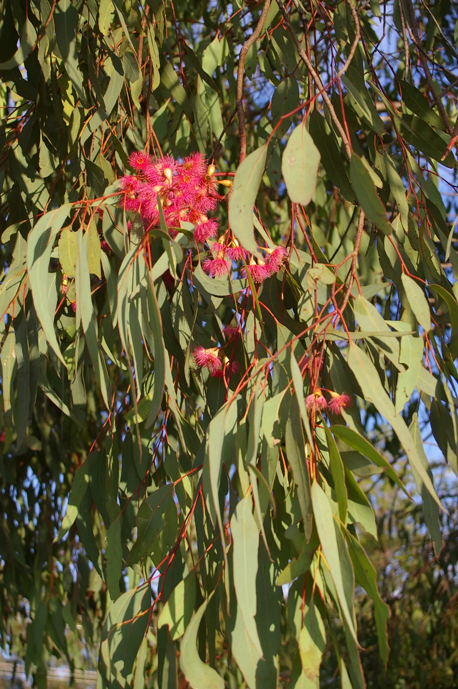 White Ironbark (Eucalyptus Leucoxylon) — commonly known as White Ironbark; this Australian native produces showy white, image 55