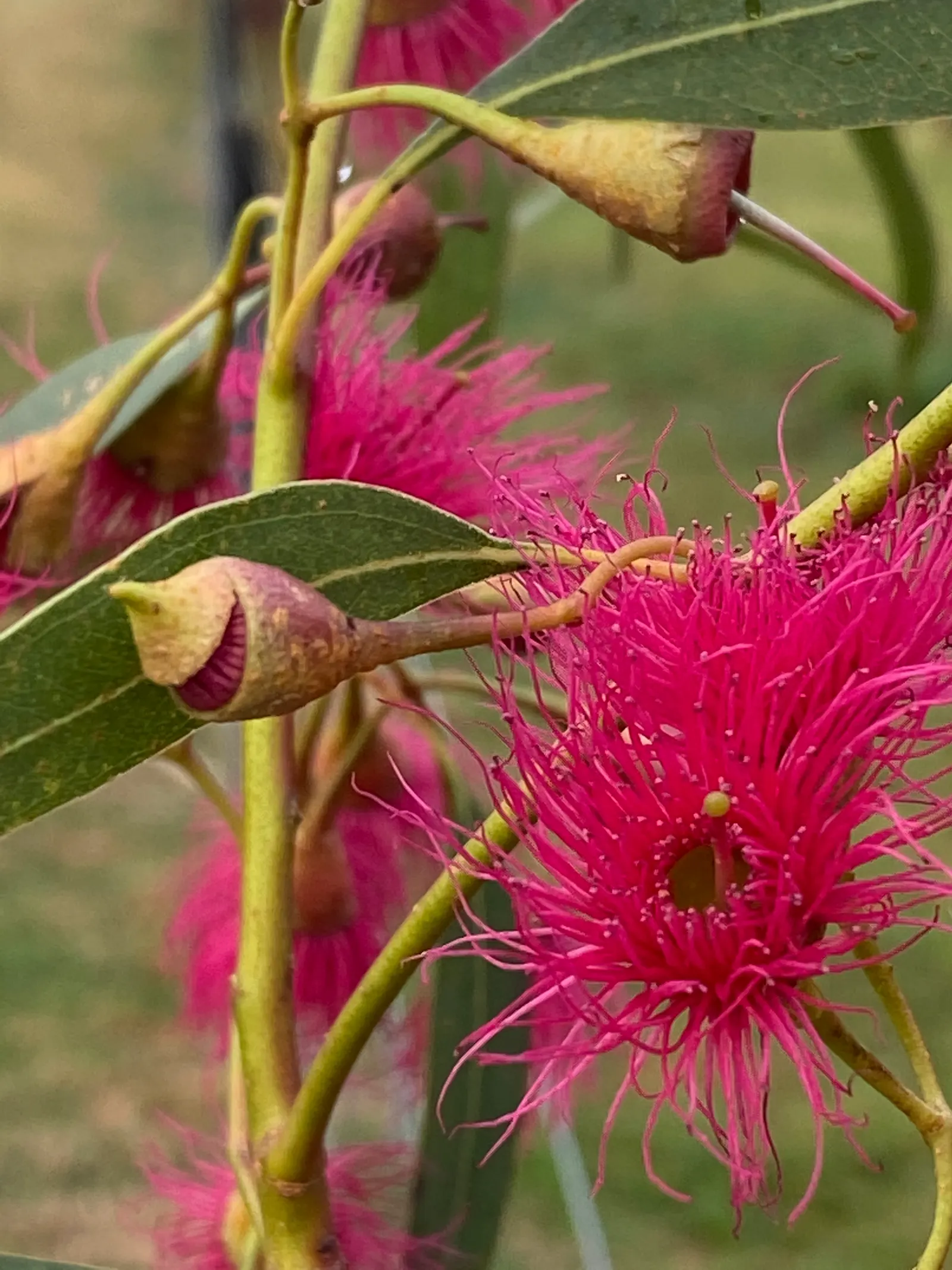 White Ironbark (Eucalyptus Leucoxylon) — offers a year-round deep green canopy; evergreen tree reaching heights of up to 98 feet