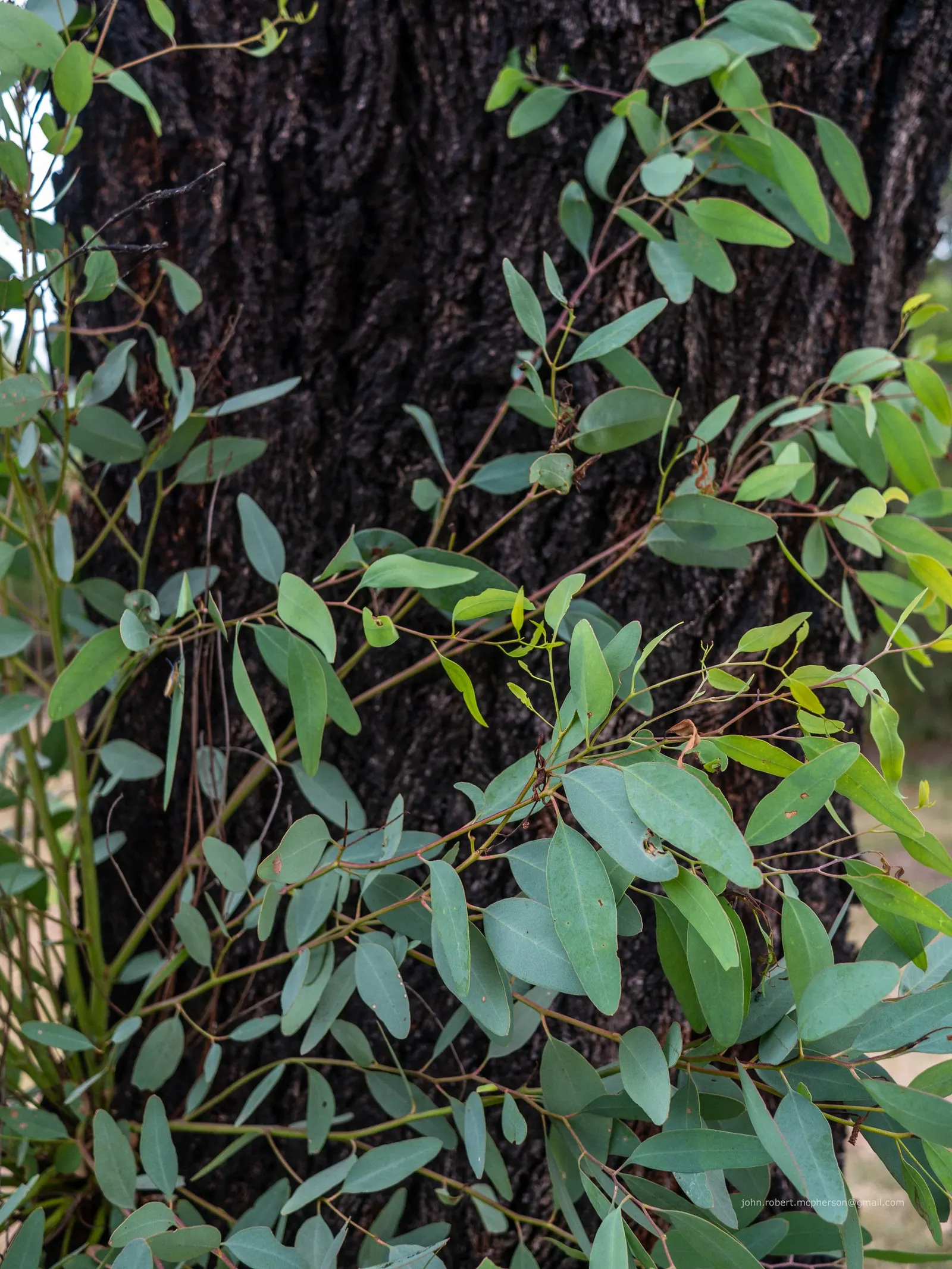 White Ironbark (Eucalyptus Leucoxylon) — making it a standout specimen in any planting scheme; furrowed bark and lanceolate leaves