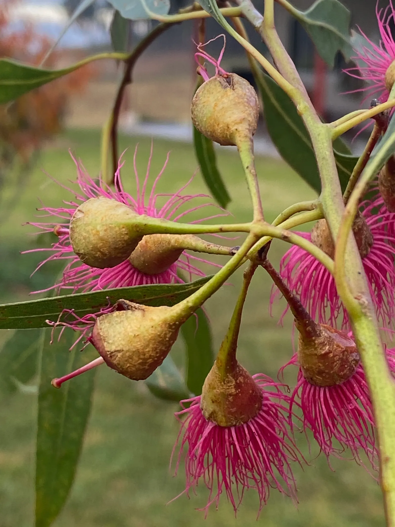 White Ironbark (Eucalyptus Leucoxylon) — consider its potential size and space requirements; scientifically named Eucalyptus leucoxylon