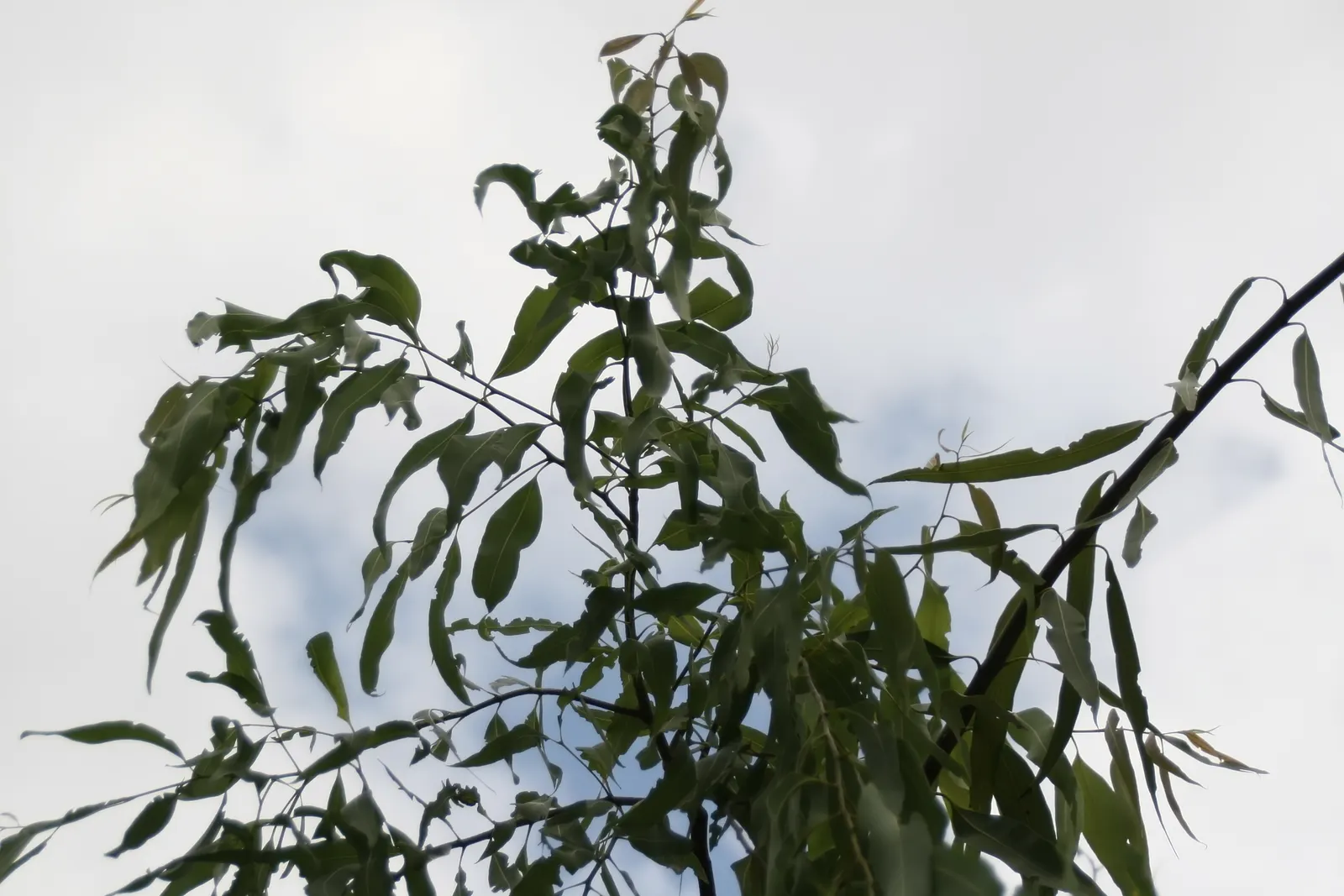 White Ironbark (Eucalyptus Leucoxylon) — preferring full sun exposure and well-drained soils; ideal for large spaces in USDA zones 9 to 11