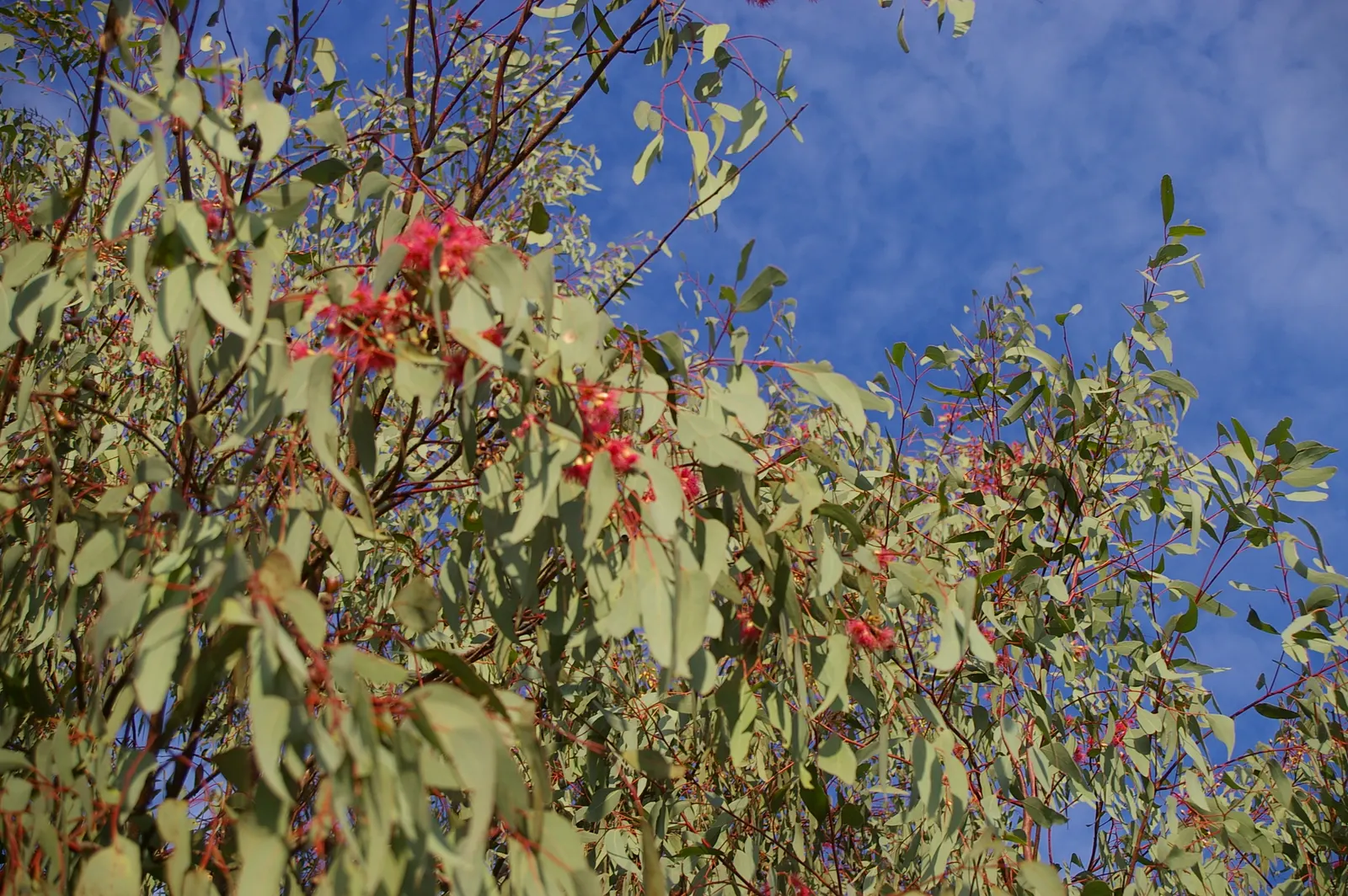 White Ironbark (Eucalyptus Leucoxylon) — Its girth can span between 1.5 to 3 feet in diameter, providing a substantial presence in the garden; adding