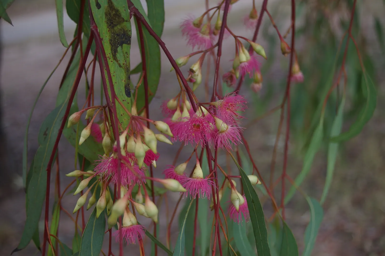 White Ironbark (Eucalyptus Leucoxylon) — is a robust and versatile eucalypt valued for its striking aesthetic and adaptability; its girth can span between 1.5