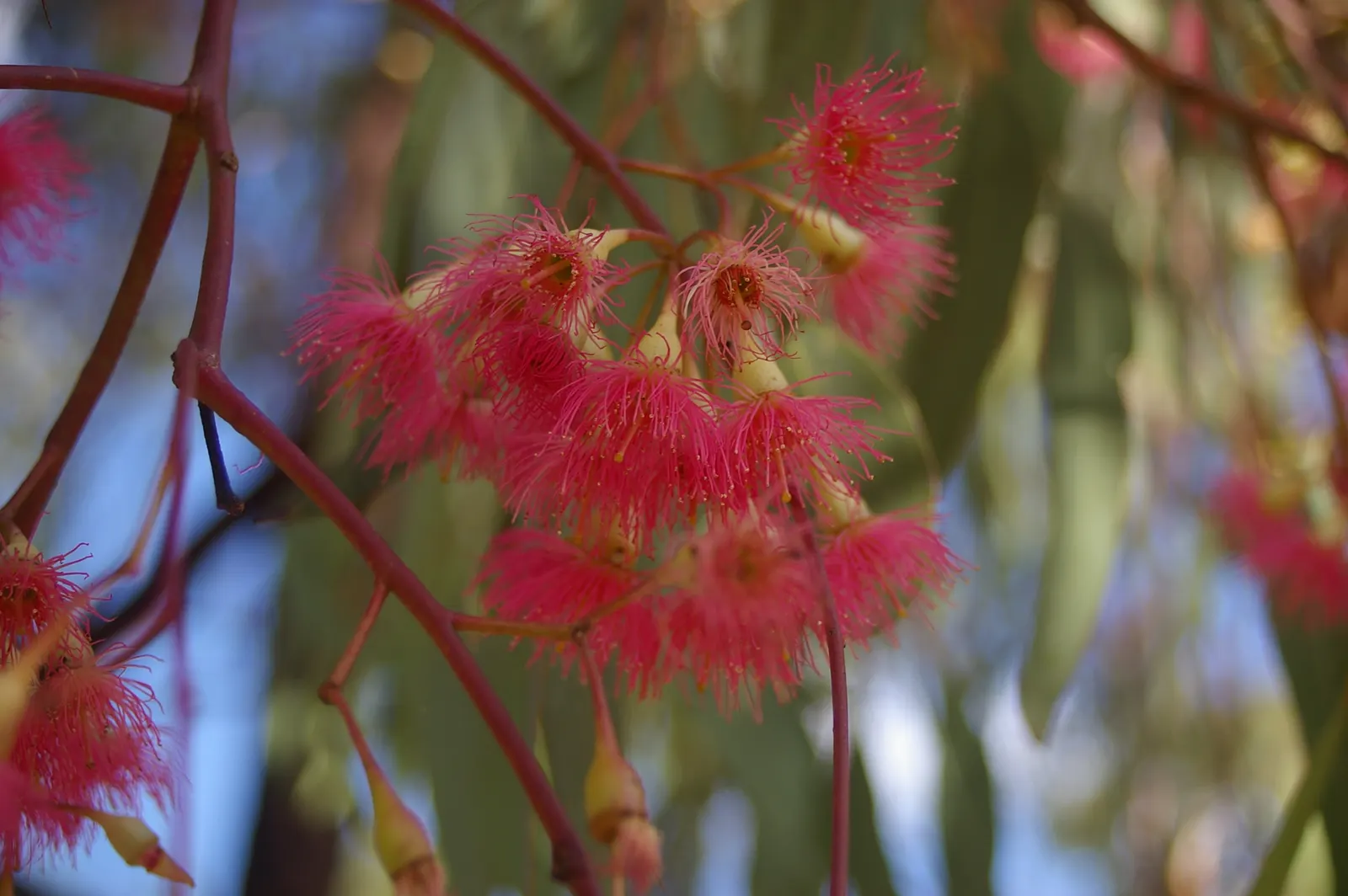 White Ironbark (Eucalyptus Leucoxylon) — which sheds in flakes to reveal a patchwork of white