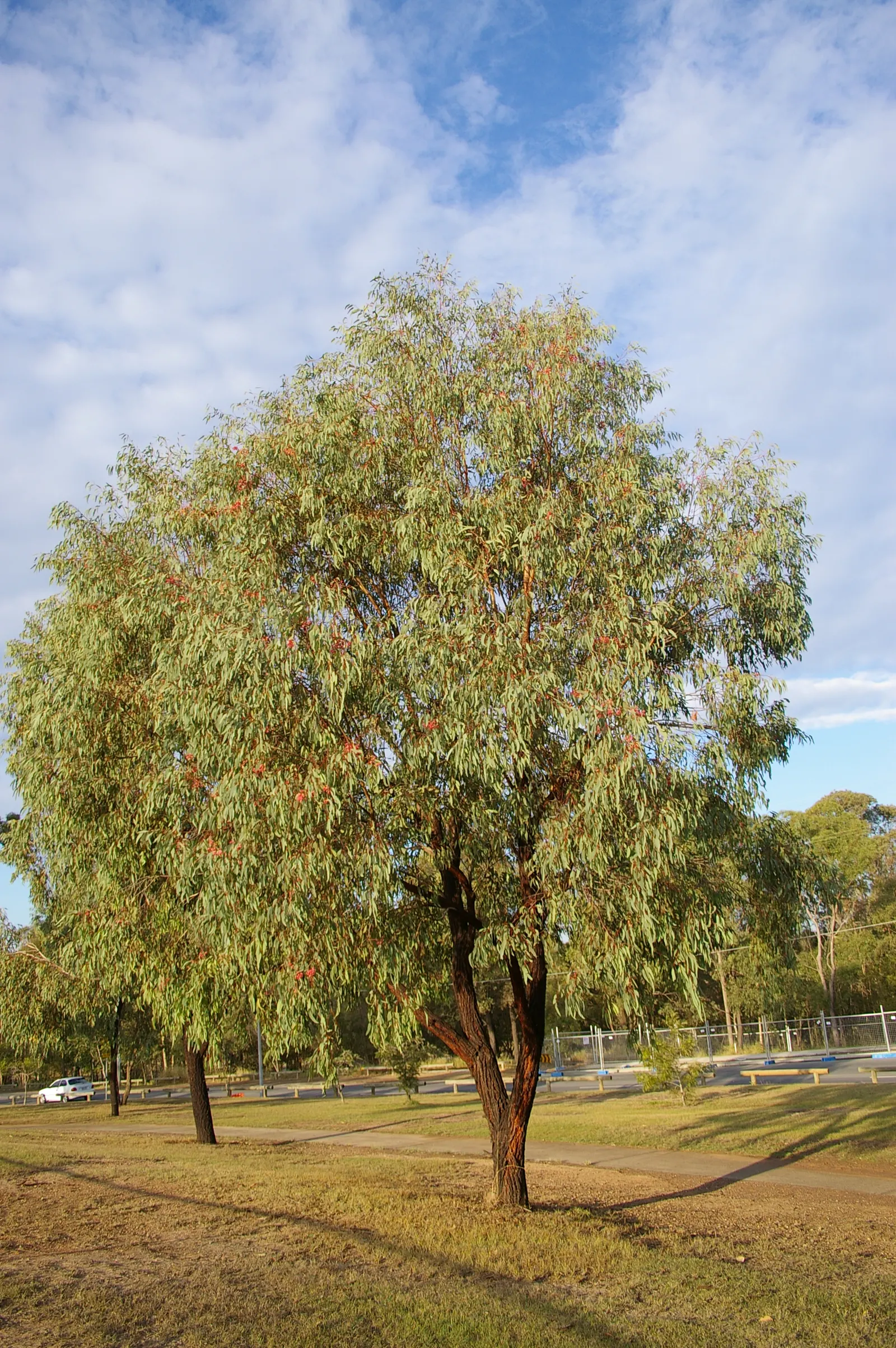 White Ironbark (Eucalyptus Leucoxylon) — adding drought-resistant character and year-round interest to landscapes; comprised of lance-shaped leaves