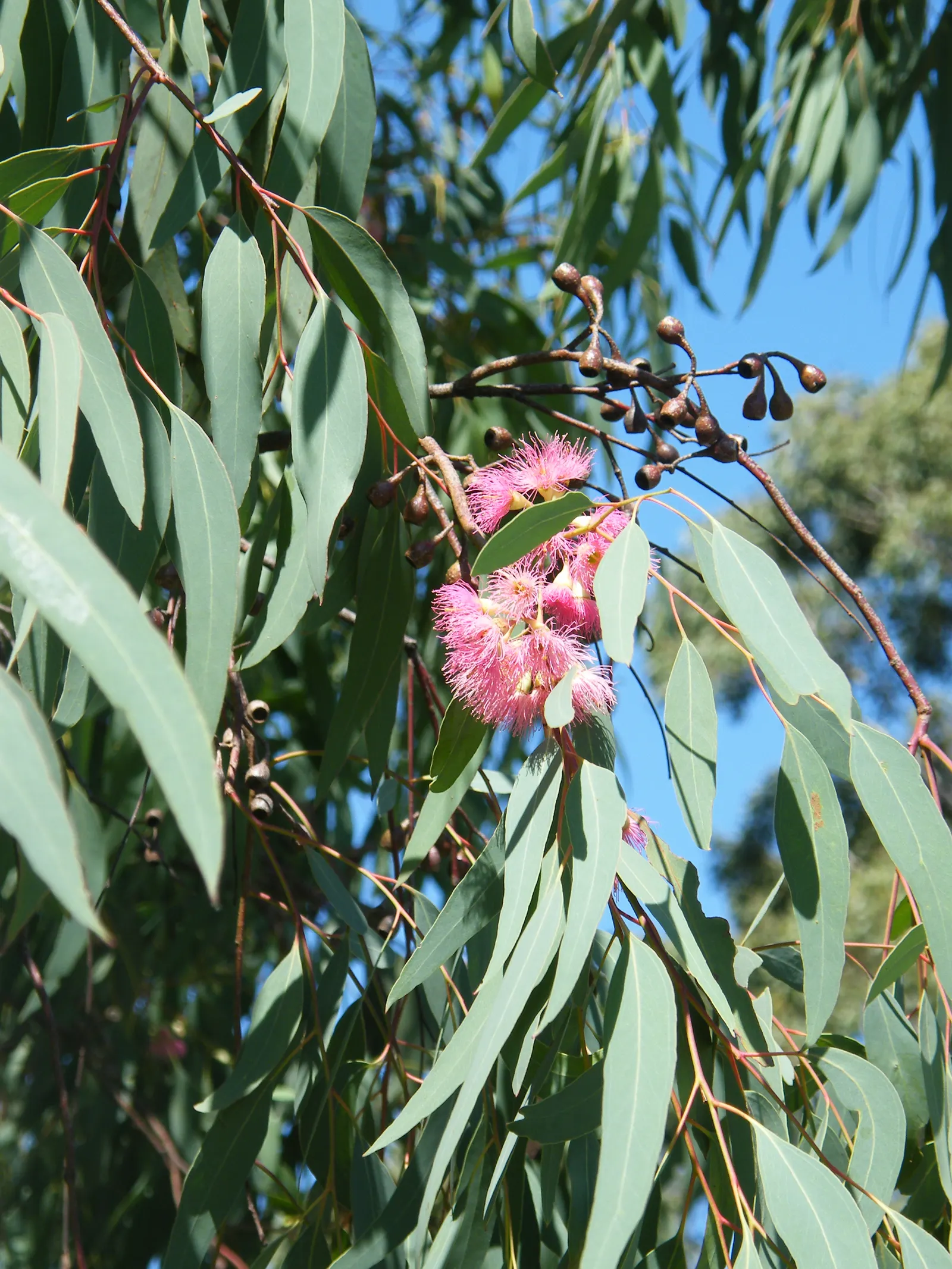 White Ironbark (Eucalyptus Leucoxylon) — It thrives in full sun with well-drained soils; with some specimens stretching up to 80 feet in favorable conditions