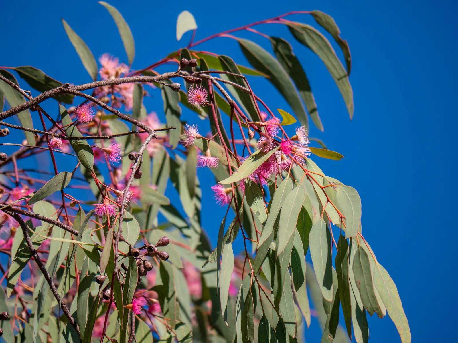 White Ironbark (Eucalyptus Leucoxylon) — is a robust and versatile eucalypt valued for its striking aesthetic and adaptability