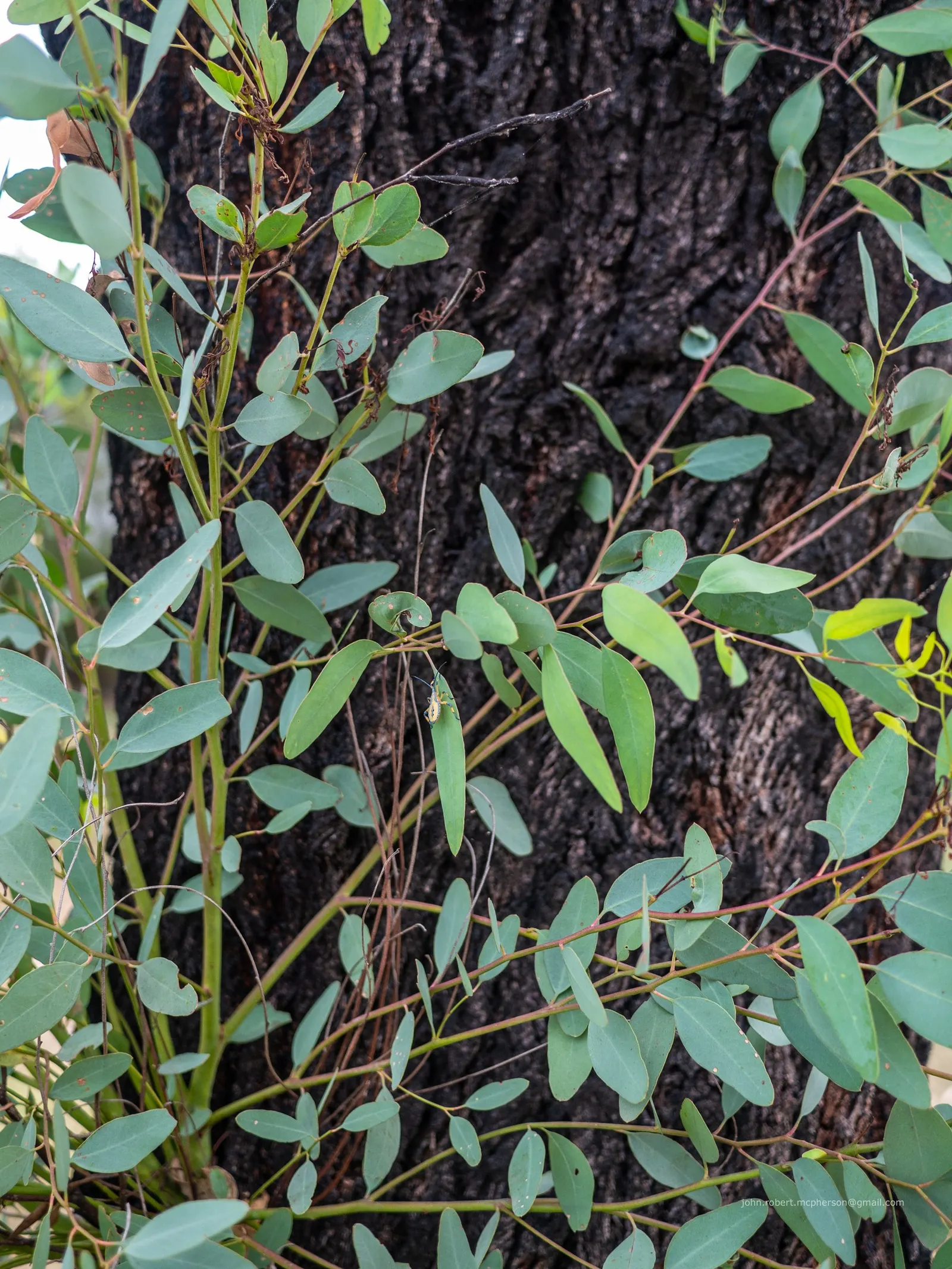 White Ironbark (Eucalyptus Leucoxylon) — white flowers in the garden; is a robust and versatile eucalypt valued for its striking aesthetic and adaptability