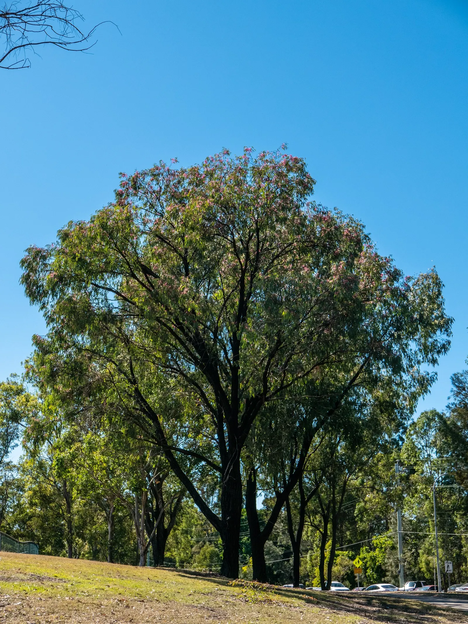 White Ironbark (Eucalyptus Leucoxylon) — making it a standout specimen in any planting scheme