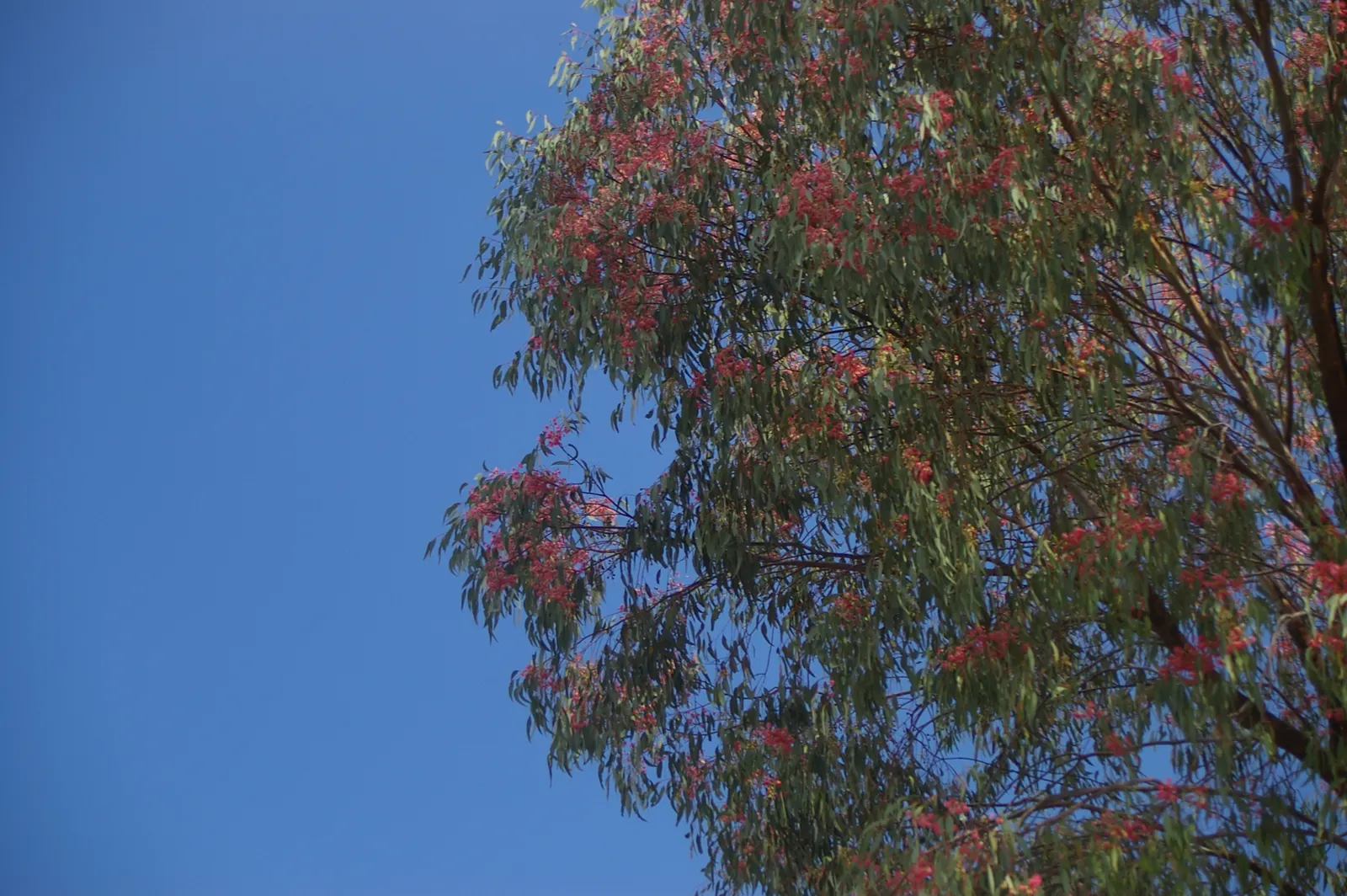 White Ironbark (Eucalyptus Leucoxylon) — This species is noted for its distinctive bark, image 68