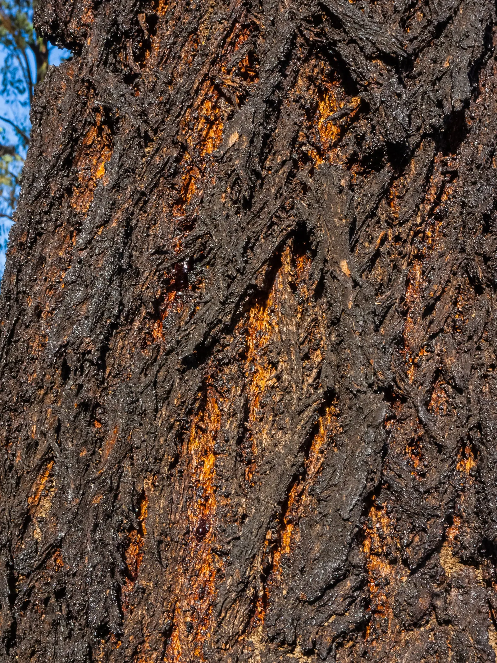 White Ironbark (Eucalyptus Leucoxylon) — Its majestic stature and attractive bark create focal points; gray and sometimes pink hues