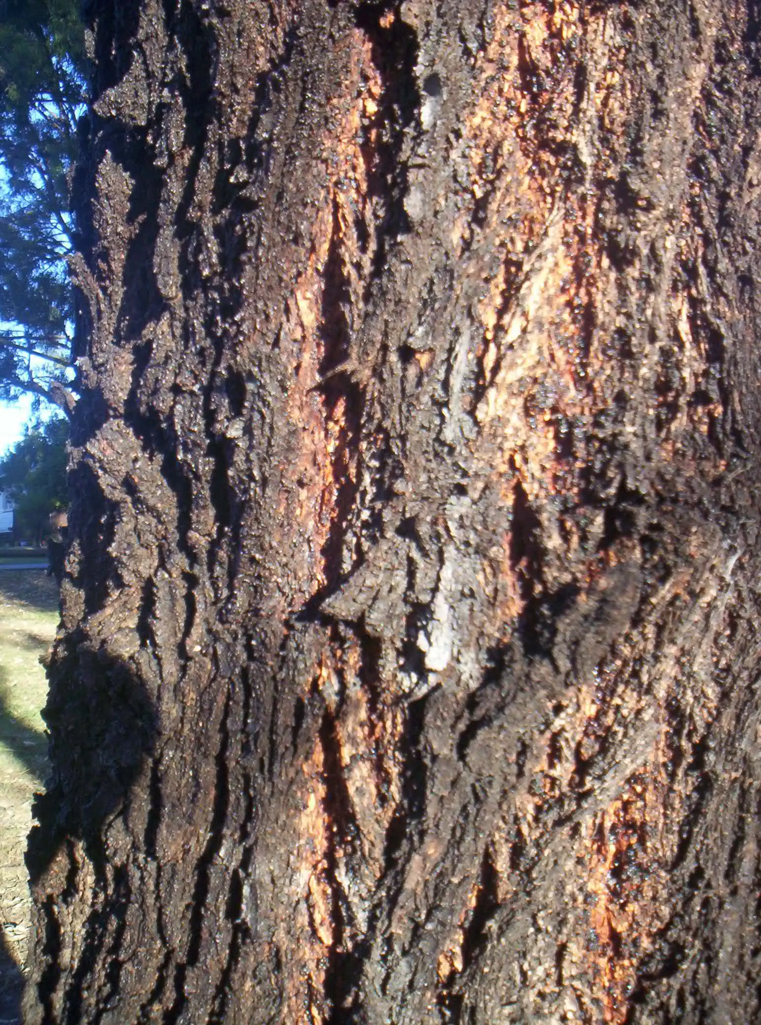 White Ironbark (Eucalyptus Leucoxylon) — furrowed bark and lanceolate leaves