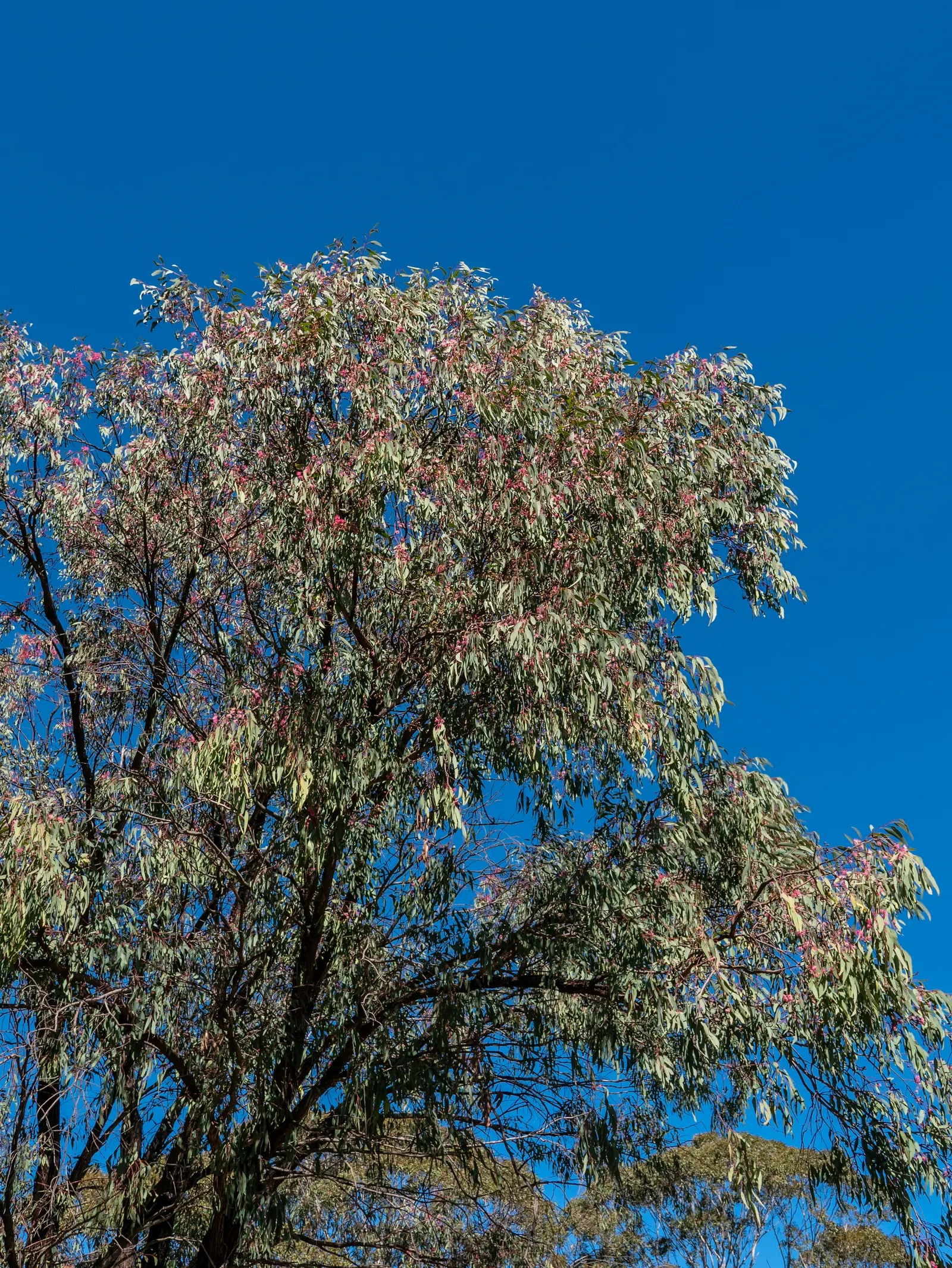 White Ironbark (Eucalyptus Leucoxylon) — commonly known as White Ironbark; this Australian native produces showy white