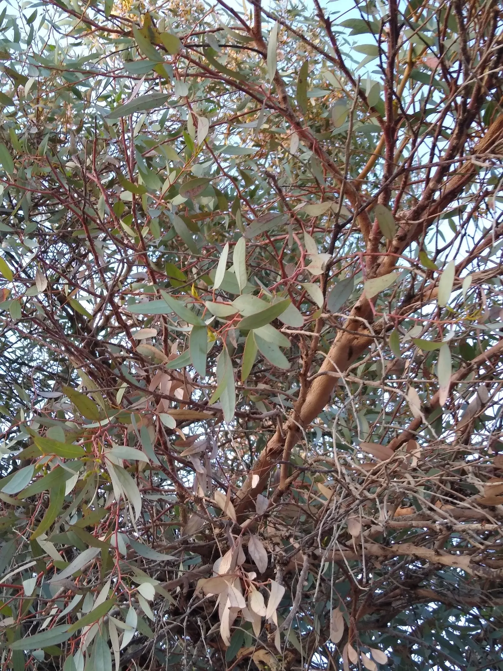 White Ironbark (Eucalyptus Leucoxylon) — consider its potential size and space requirements