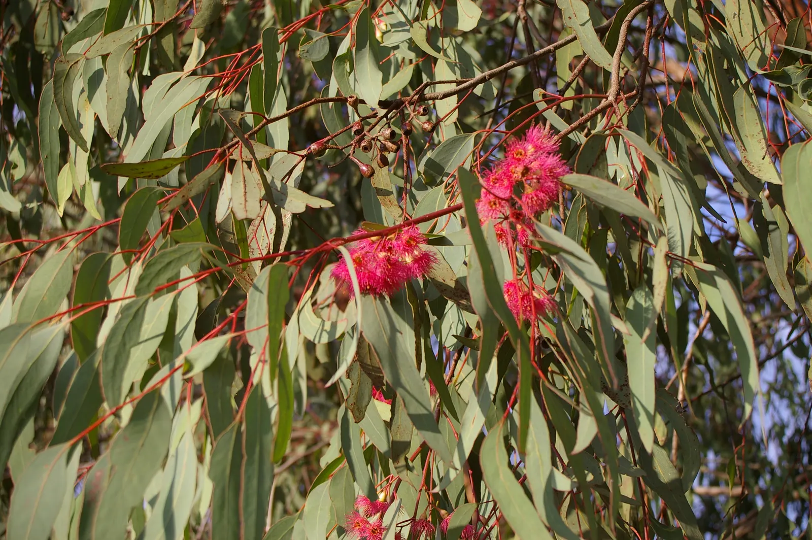 White Ironbark (Eucalyptus Leucoxylon) — while the seasonal blooms add color and interest, image 50