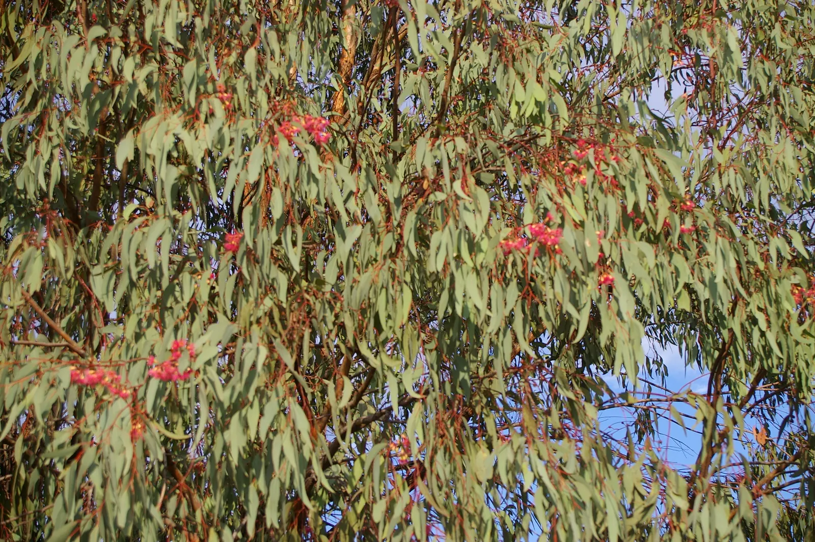 White Ironbark (Eucalyptus Leucoxylon) — This species is noted for its distinctive bark