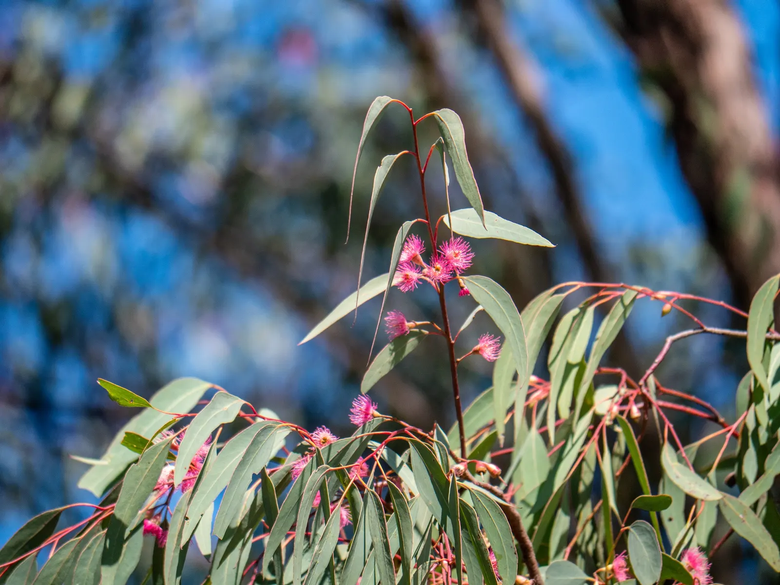 White Ironbark (Eucalyptus Leucoxylon) — scientifically named Eucalyptus leucoxylon; it thrives in full sun with well-drained soils, image 63