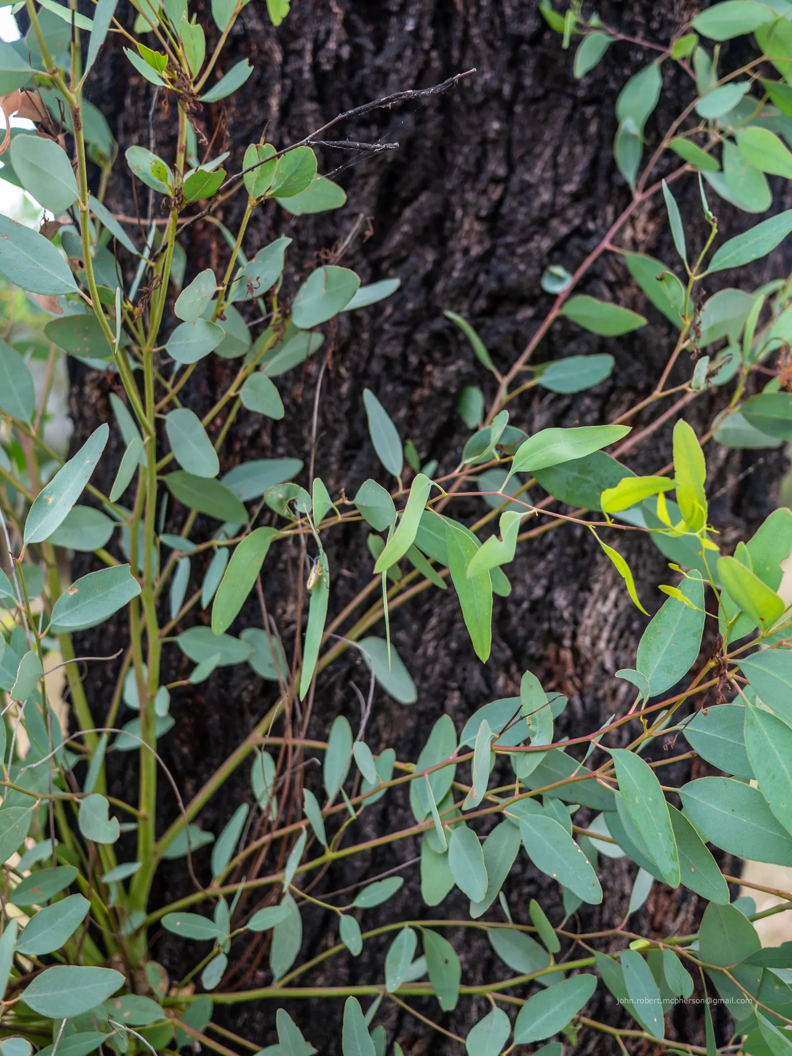 White Ironbark (Eucalyptus Leucoxylon) — this Australian native produces showy white