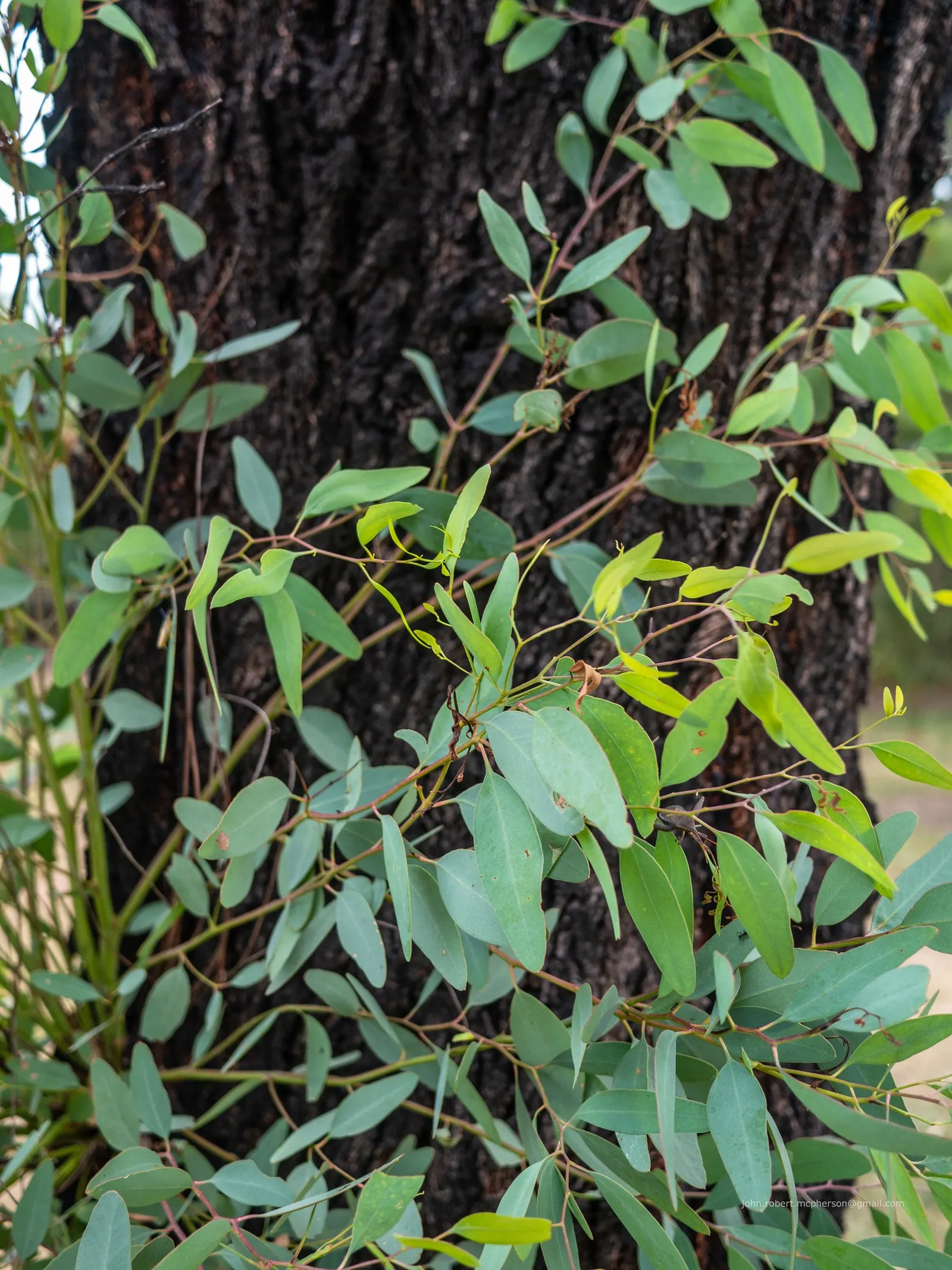 White Ironbark (Eucalyptus Leucoxylon) — tree with white blooms; preferring full sun exposure and well-drained soils