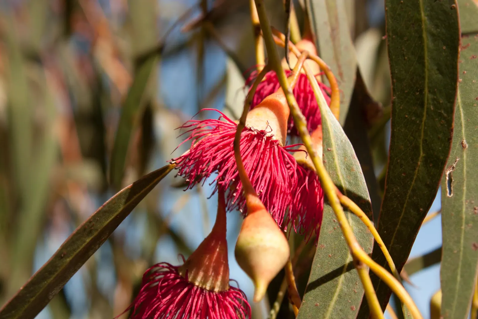 White Ironbark (Eucalyptus Leucoxylon) — comprised of lance-shaped leaves; its majestic stature and attractive bark create focal points