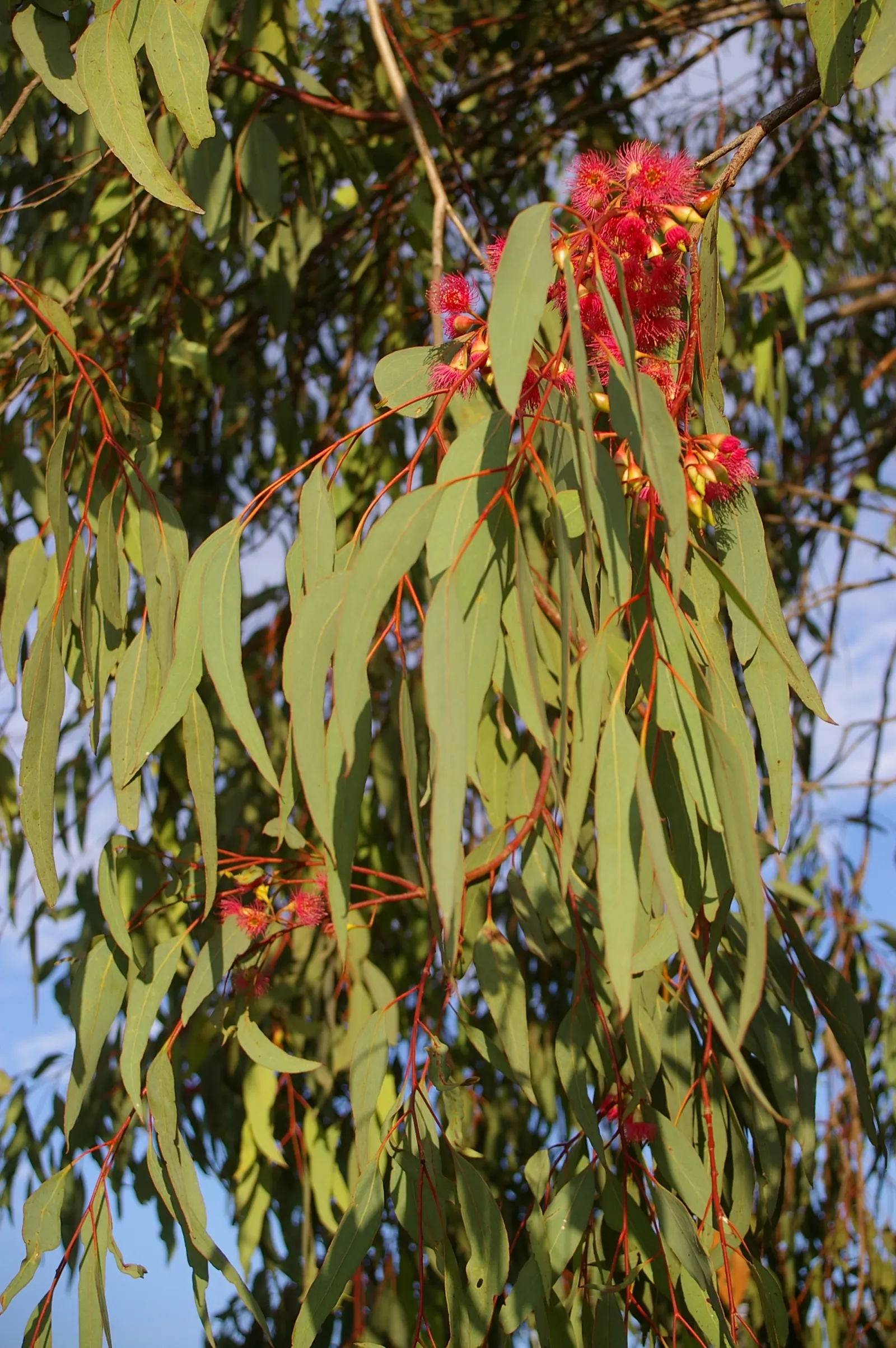 White Ironbark (Eucalyptus Leucoxylon) — scientifically named Eucalyptus leucoxylon; it thrives in full sun with well-drained soils