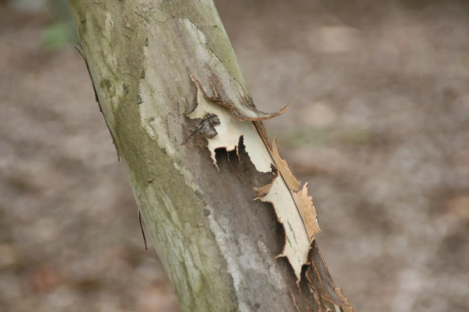 White Ironbark (Eucalyptus Leucoxylon) — It displays a high tolerance for drought conditions once established; which sheds in flakes to reveal a patchwork of