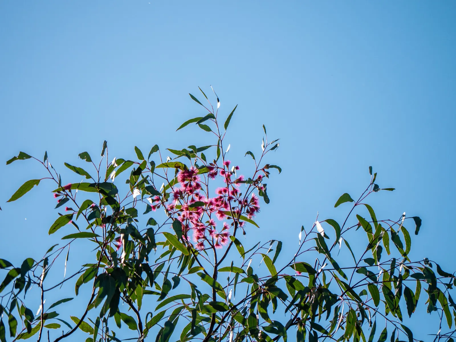 White Ironbark (Eucalyptus Leucoxylon) — or red blossoms that attract pollinators, image 32