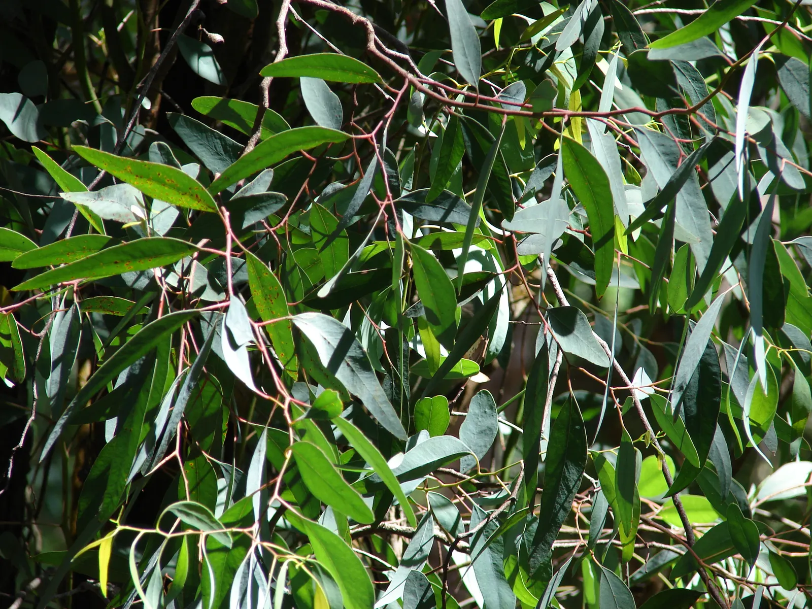 White Ironbark (Eucalyptus Leucoxylon) — offers a year-round deep green canopy