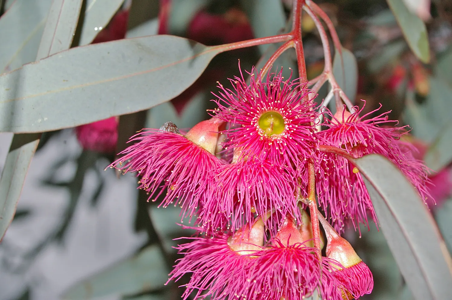 White Ironbark (Eucalyptus Leucoxylon) — furrowed bark and lanceolate leaves; it displays a high tolerance for drought conditions once established