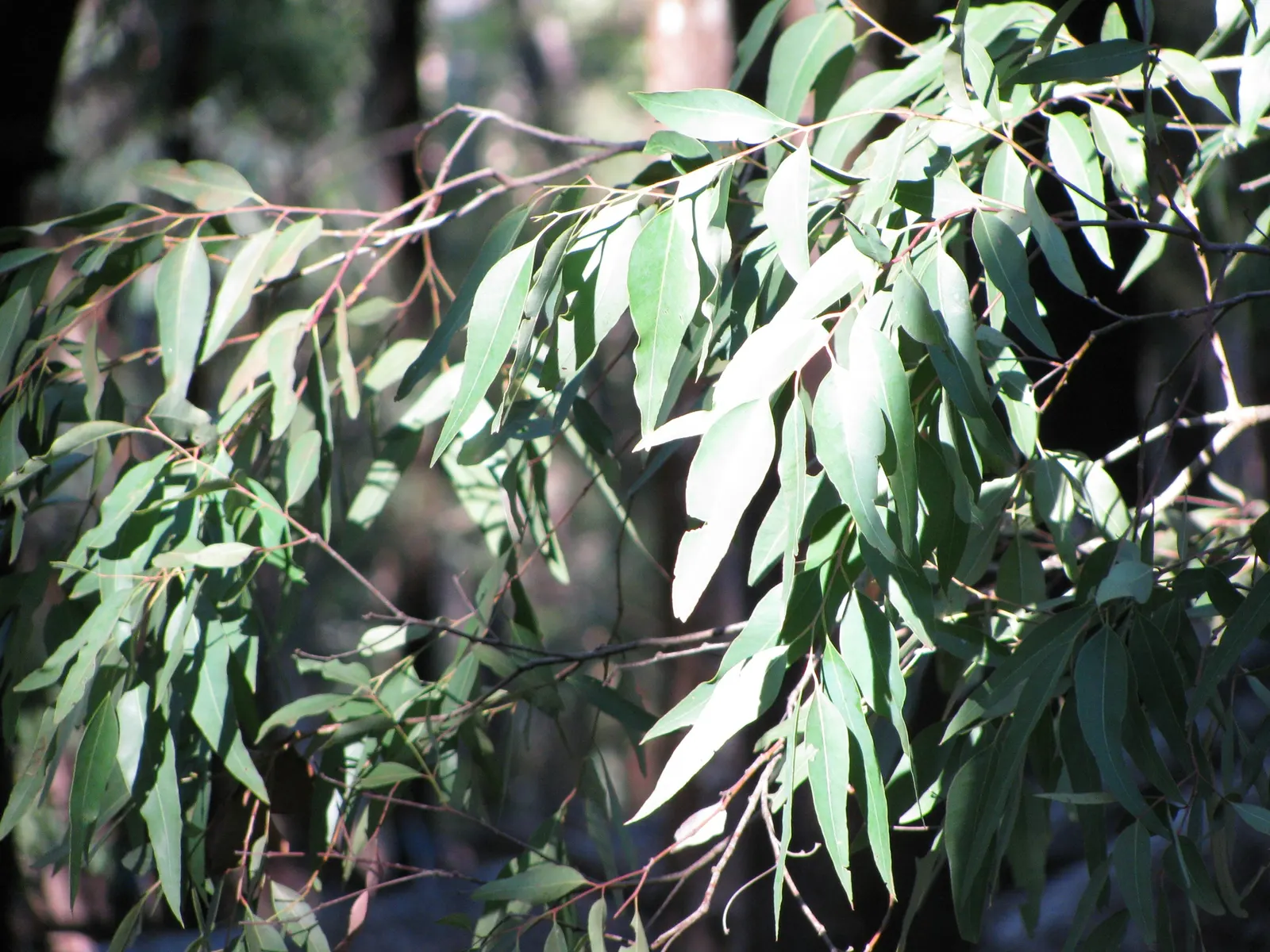 White Ironbark (Eucalyptus Leucoxylon) — gray and sometimes pink hues; commonly known as White Ironbark
