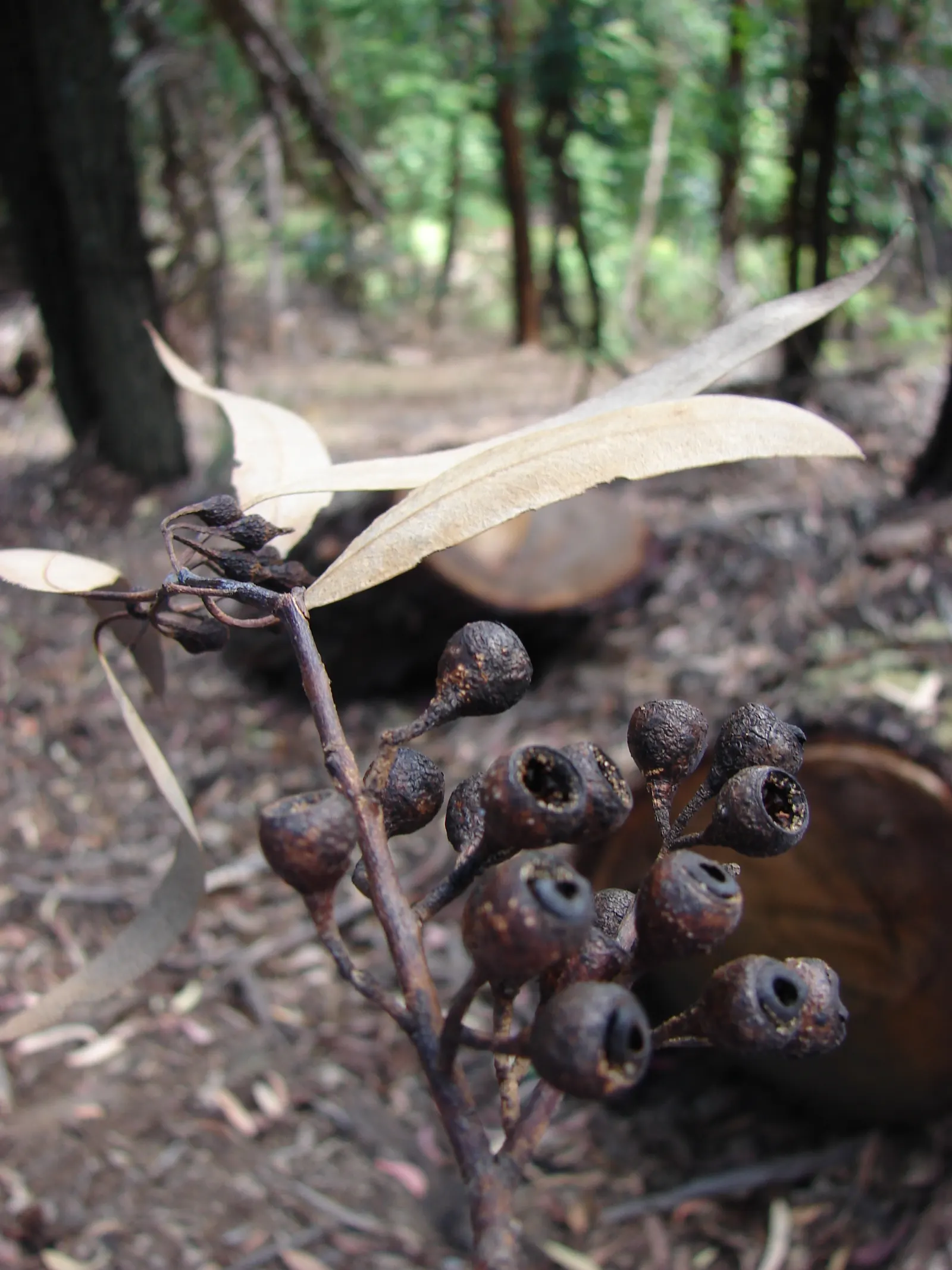 White Ironbark (Eucalyptus Leucoxylon) — with some specimens stretching up to 80 feet in favorable conditions; tree for full, image 66