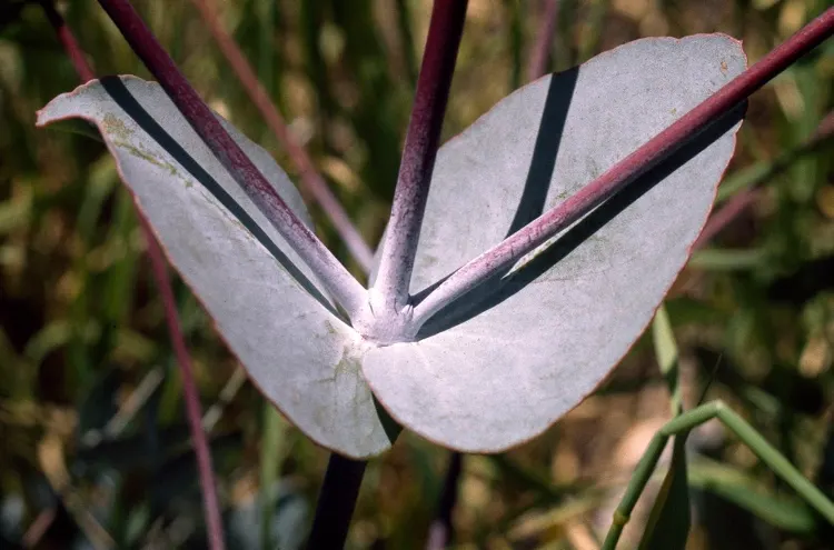 White Ironbark (Eucalyptus Leucoxylon) — evergreen tree reaching heights of up to 98 feet; it typically reaches heights of 20 to 50 feet, image 56