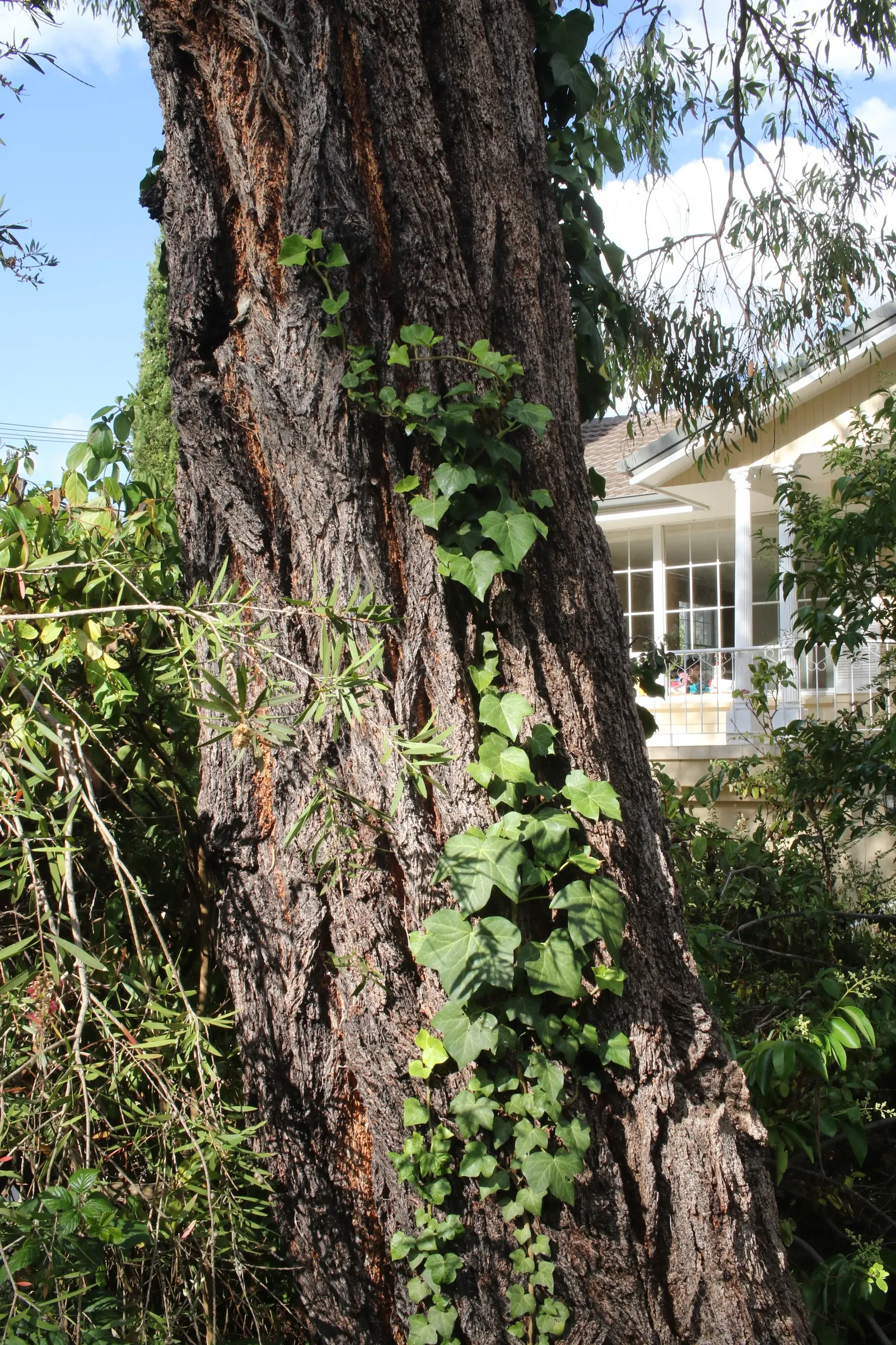White Ironbark (Eucalyptus Leucoxylon) — tree for full