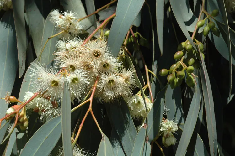 White Ironbark (Eucalyptus Leucoxylon) — tree with white blooms