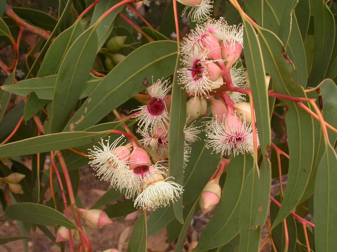White Ironbark (Eucalyptus Leucoxylon) — It thrives in full sun with well-drained soils; with some specimens stretching up to 80 feet in favorable, image 60