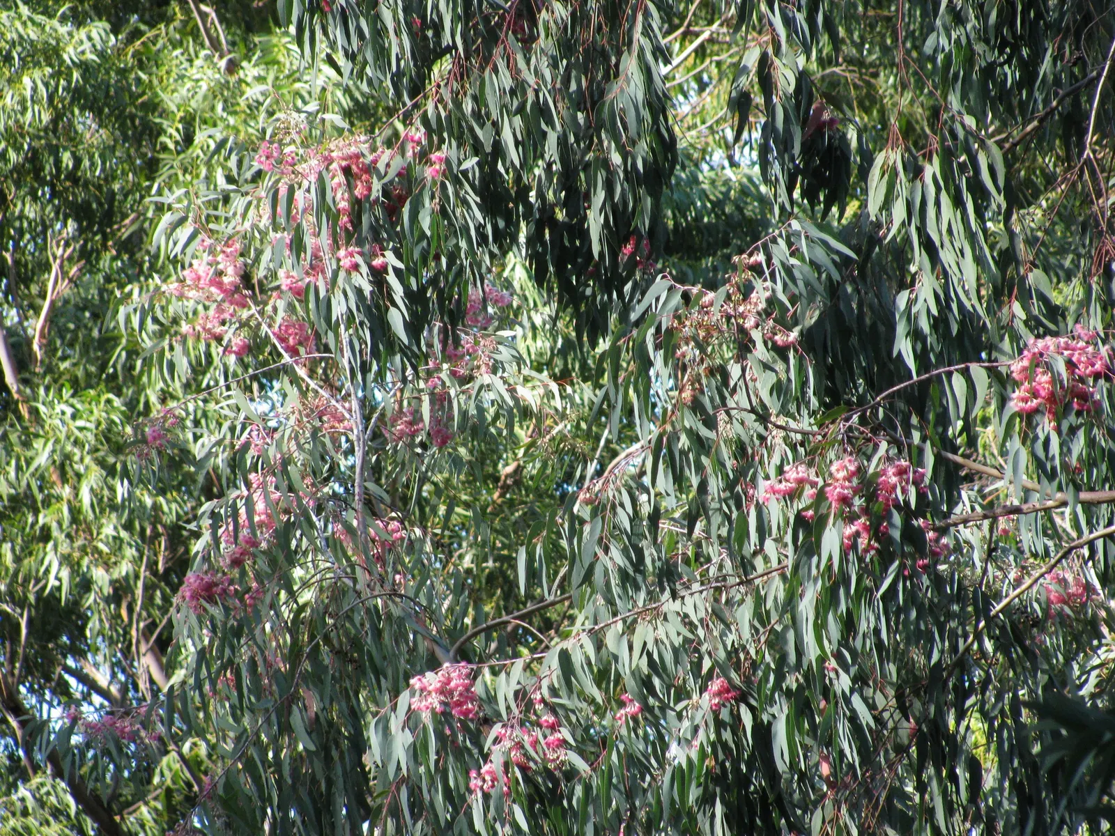 White Ironbark (Eucalyptus Leucoxylon) — preferring full sun exposure and well-drained soils