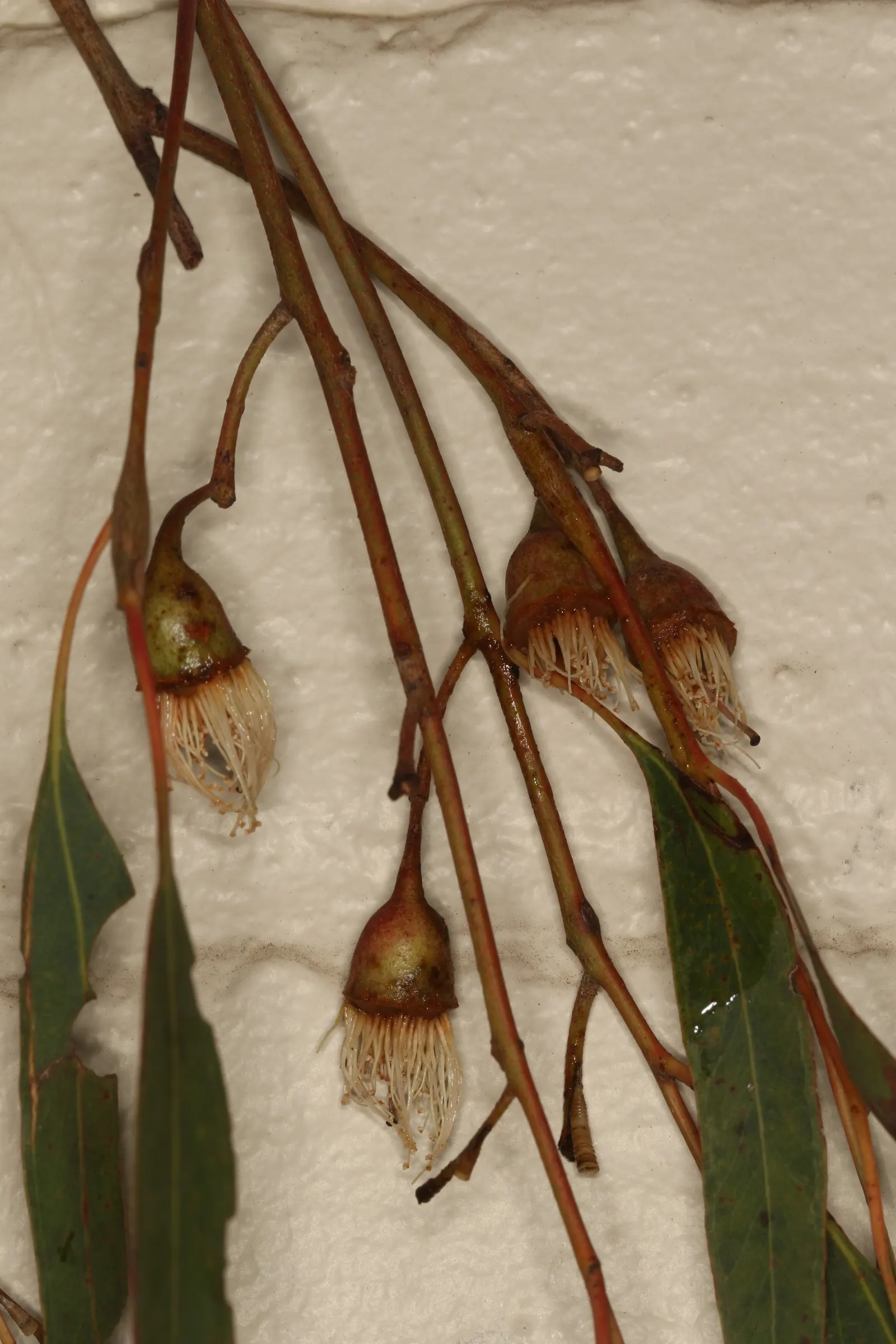 White Ironbark (Eucalyptus Leucoxylon) — which sheds in flakes to reveal a patchwork of white; consider its potential size and space requirements