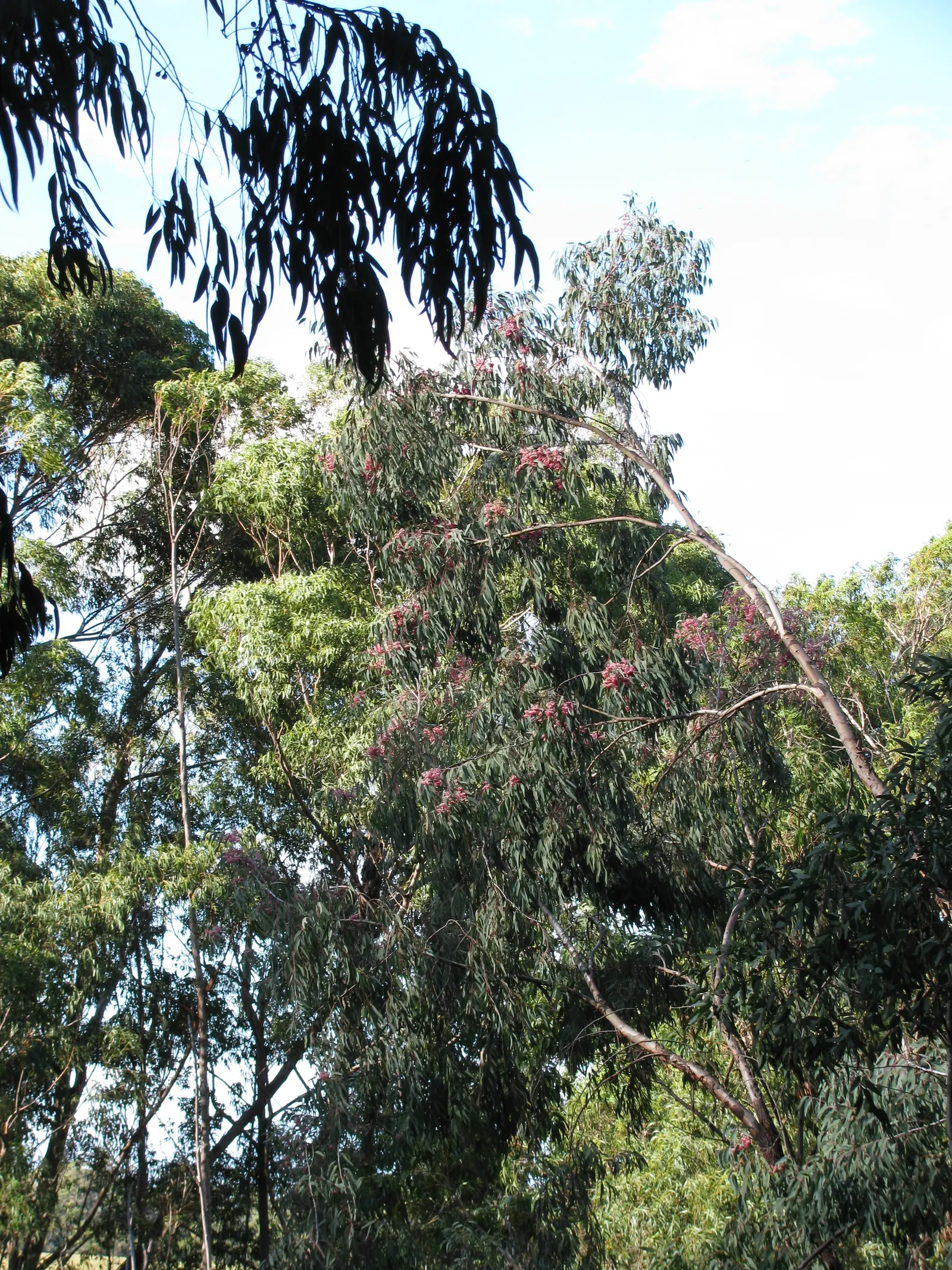 White Ironbark (Eucalyptus Leucoxylon) — it typically reaches heights of 20 to 50 feet; offers a year-round deep green canopy