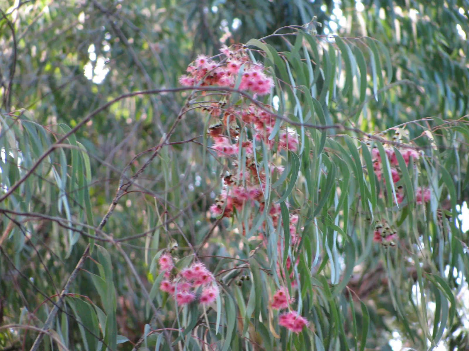 White Ironbark (Eucalyptus Leucoxylon) — with some specimens stretching up to 80 feet in favorable conditions