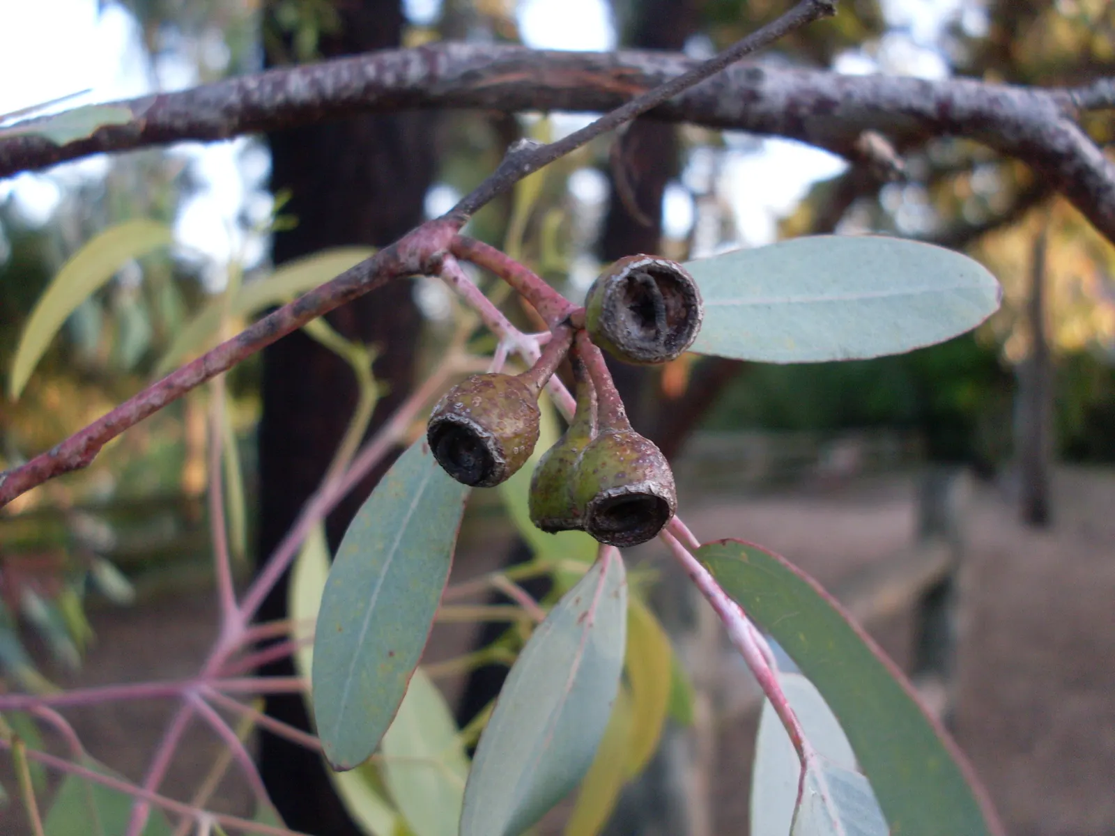 White Ironbark (Eucalyptus Leucoxylon) — gray and sometimes pink hues