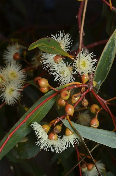 White Ironbark (Eucalyptus Leucoxylon) — adding drought-resistant character and year-round interest to landscapes