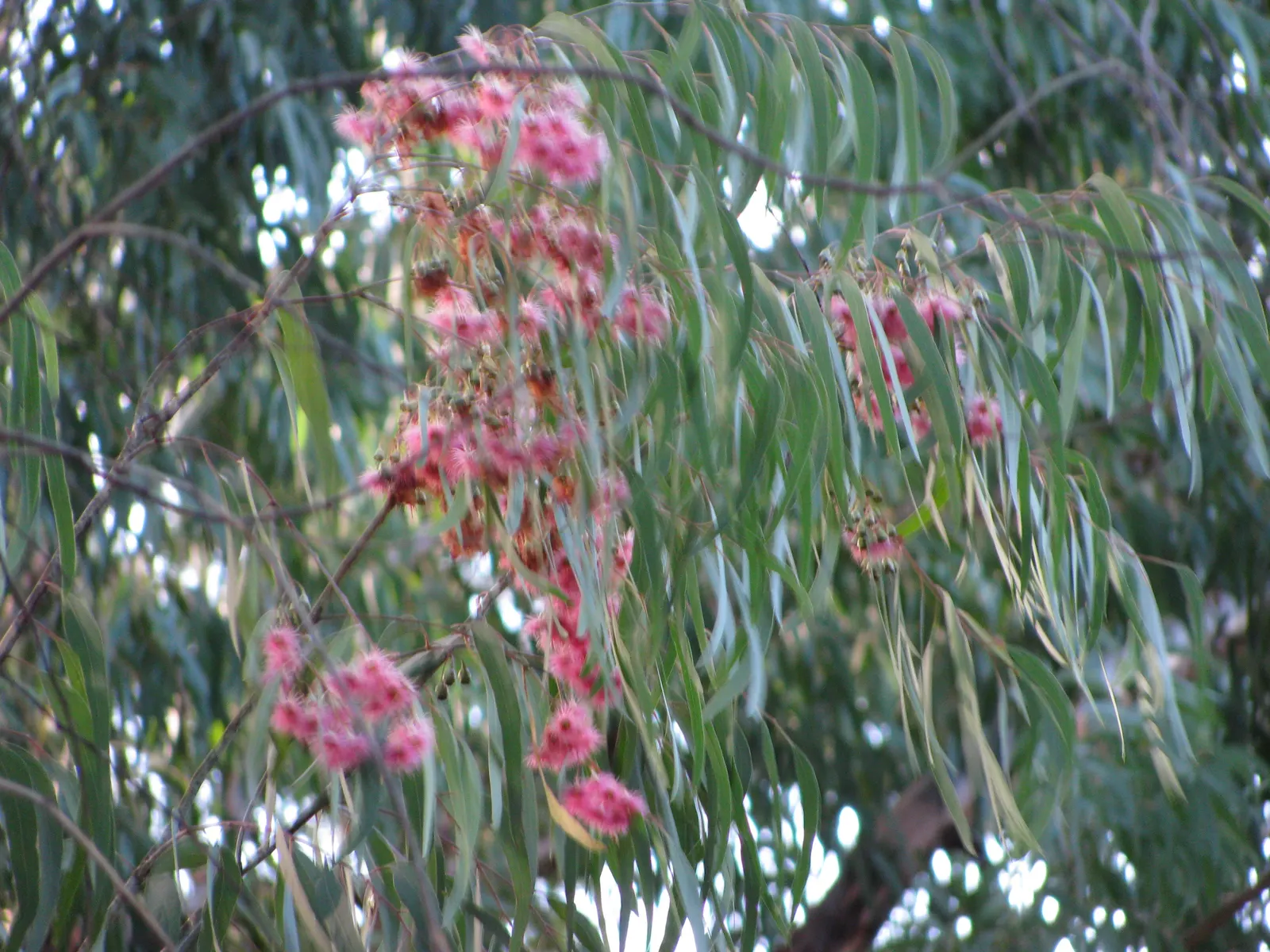 White Ironbark (Eucalyptus Leucoxylon) — white flowers in the garden