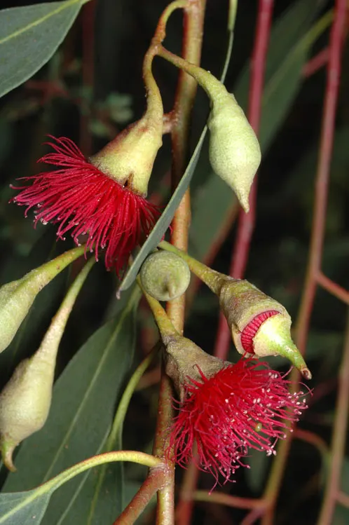 White Ironbark (Eucalyptus Leucoxylon) — scientifically named Eucalyptus leucoxylon