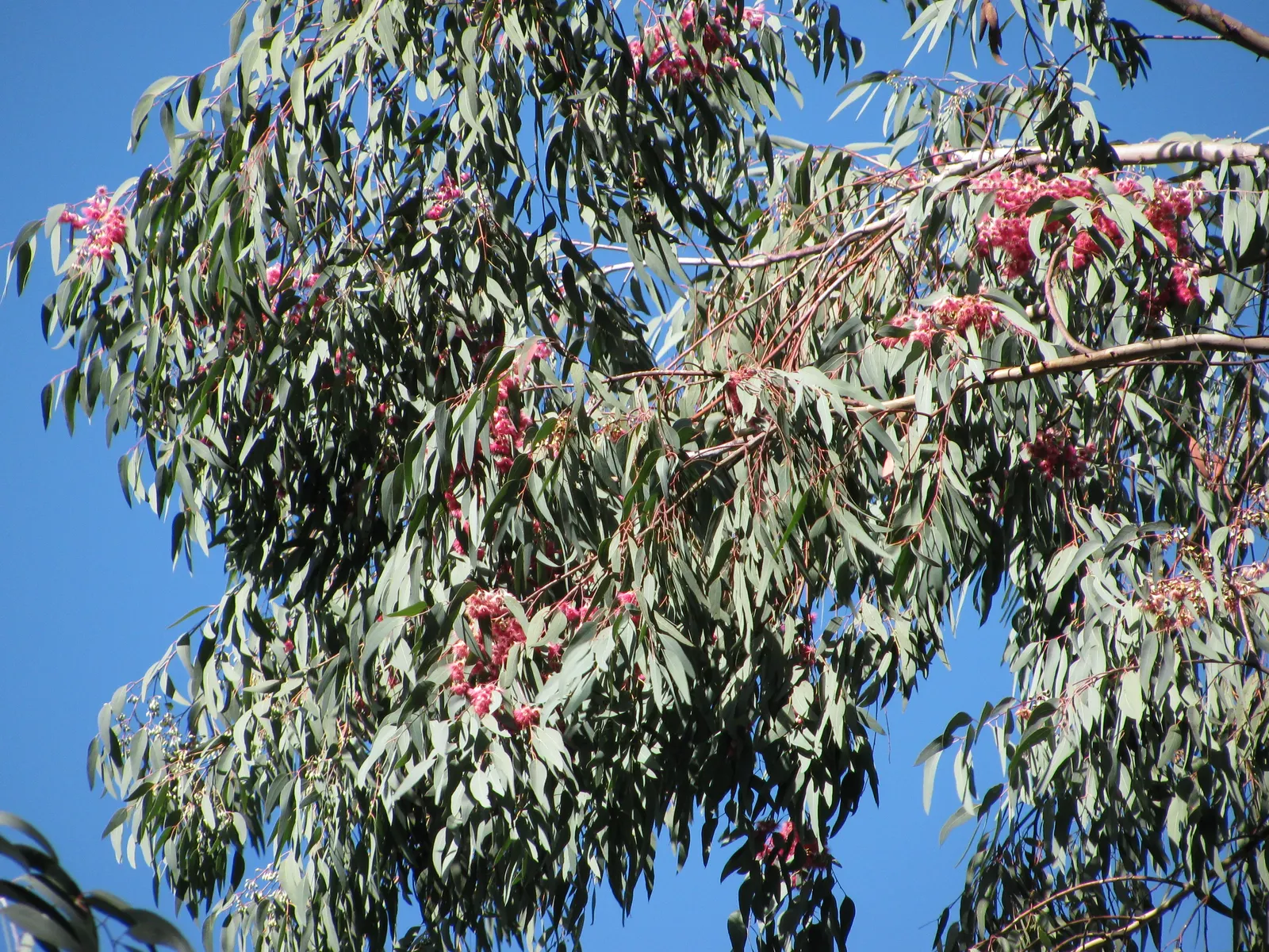 White Ironbark (Eucalyptus Leucoxylon) — Its girth can span between 1.5 to 3 feet in diameter, providing a substantial presence in the garden