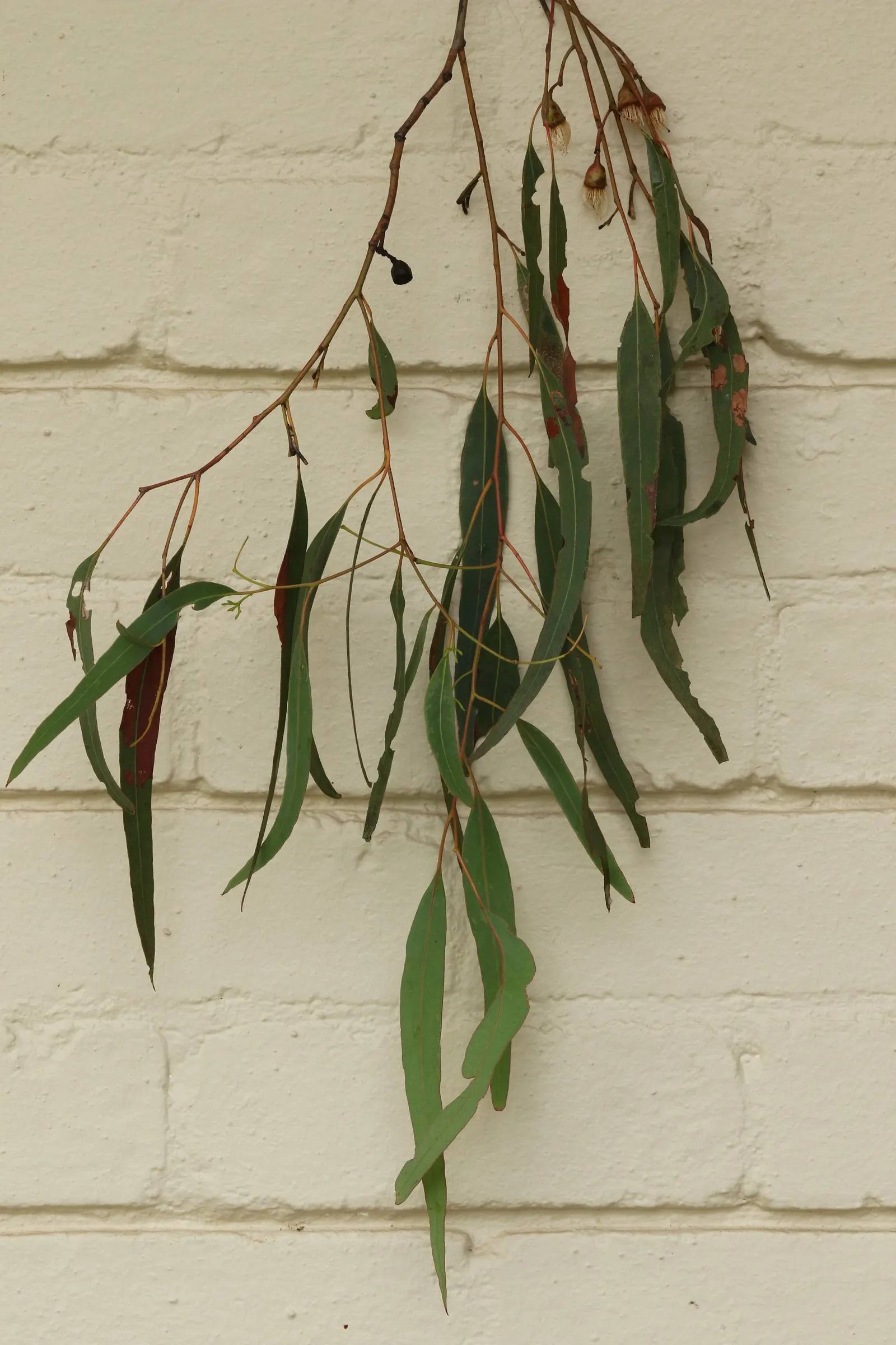 White Ironbark (Eucalyptus Leucoxylon) — Its girth can span between 1.5 to 3 feet in diameter, providing a substantial presence in the garden, image 67