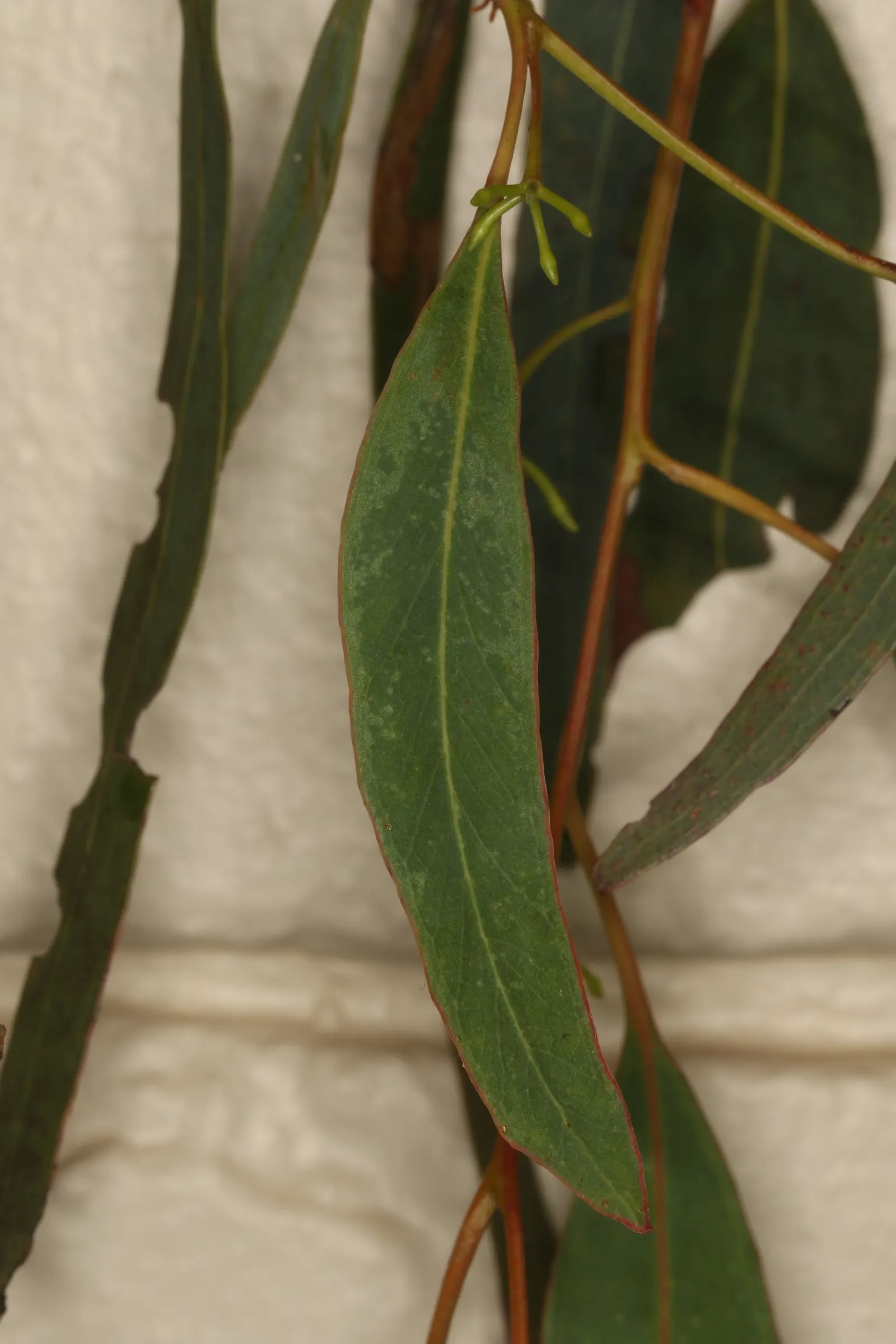 White Ironbark (Eucalyptus Leucoxylon) — This species is noted for its distinctive bark, image 41